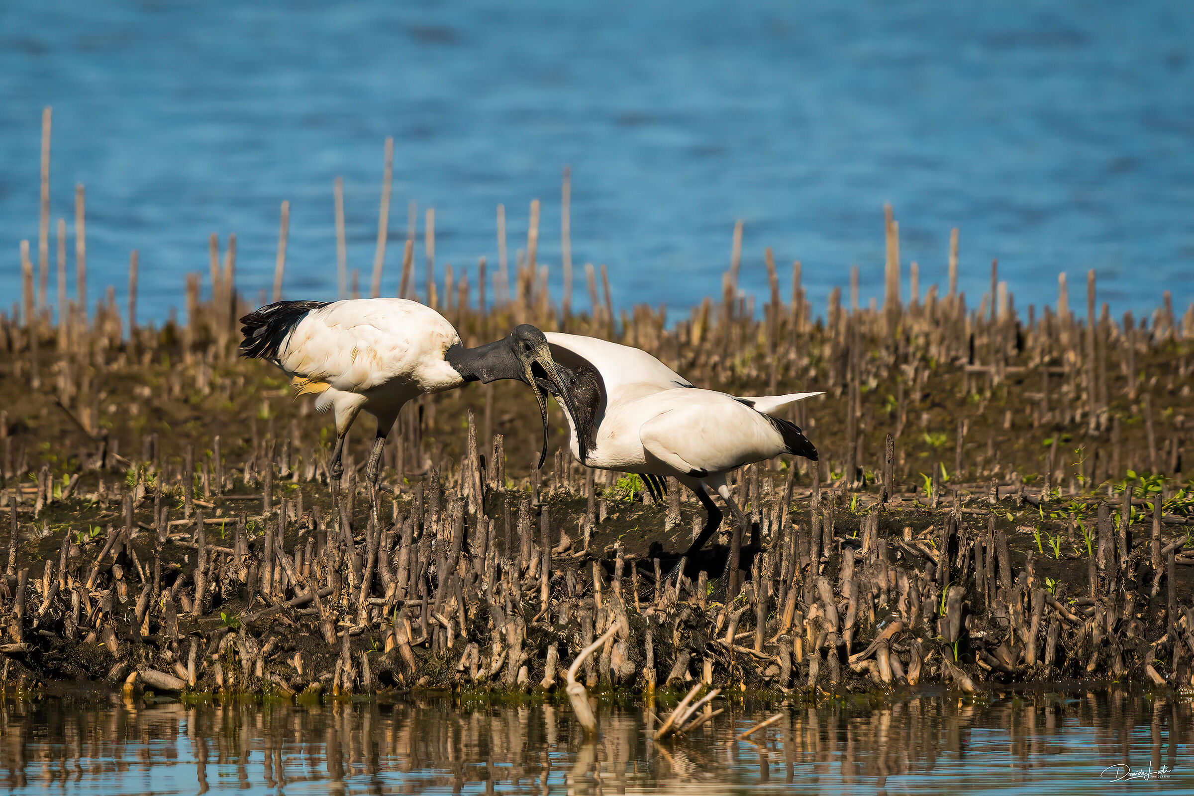 Adult and young sacred ibis