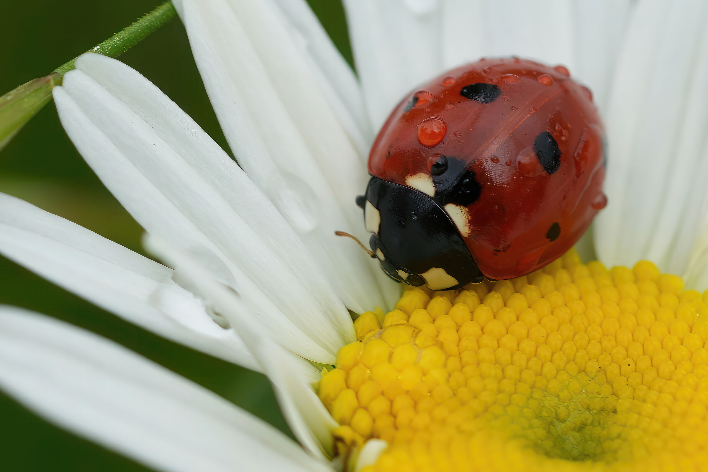 coccinella
