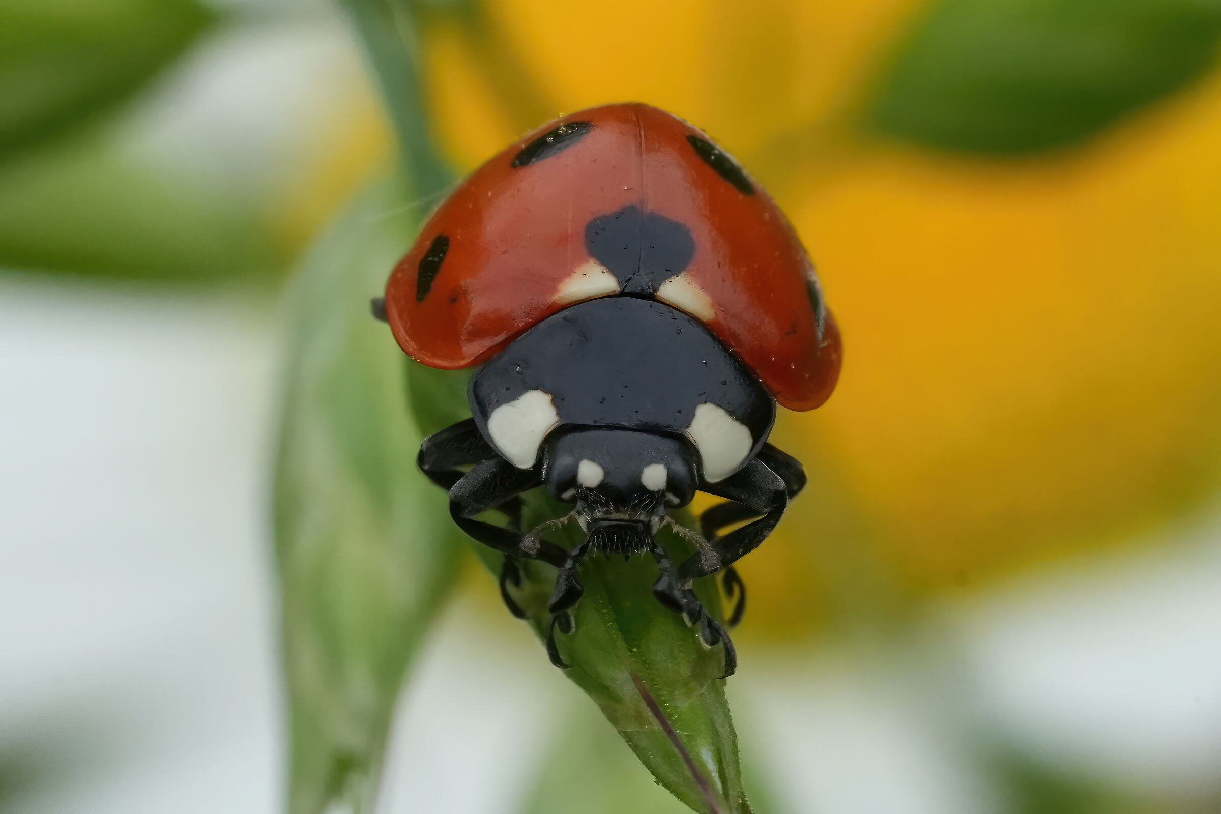coccinella