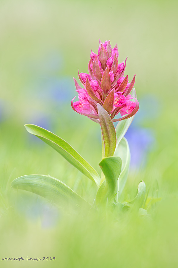 Dactylorhiza sambucina