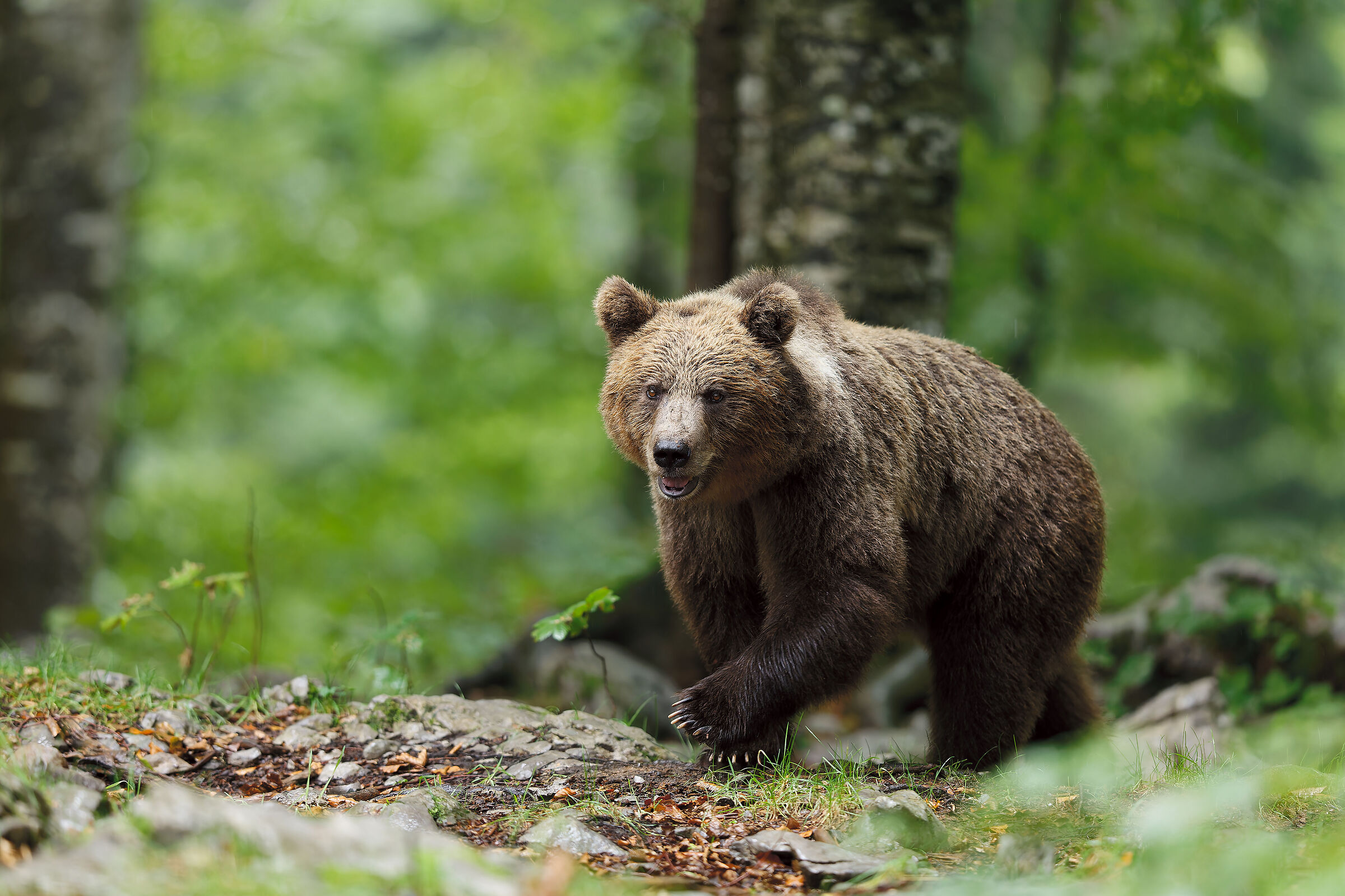 Brown bear