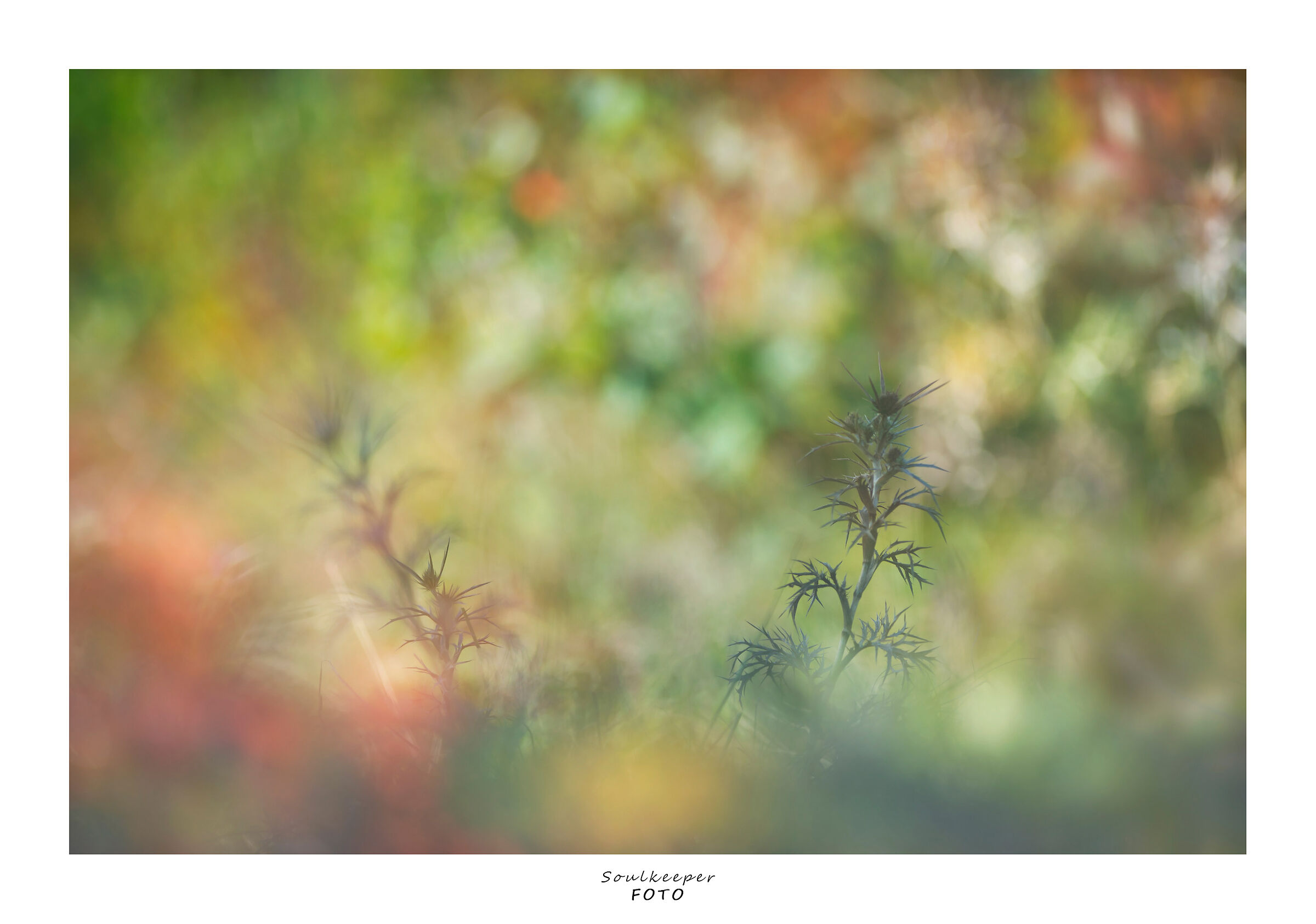 Eringio in multivision.