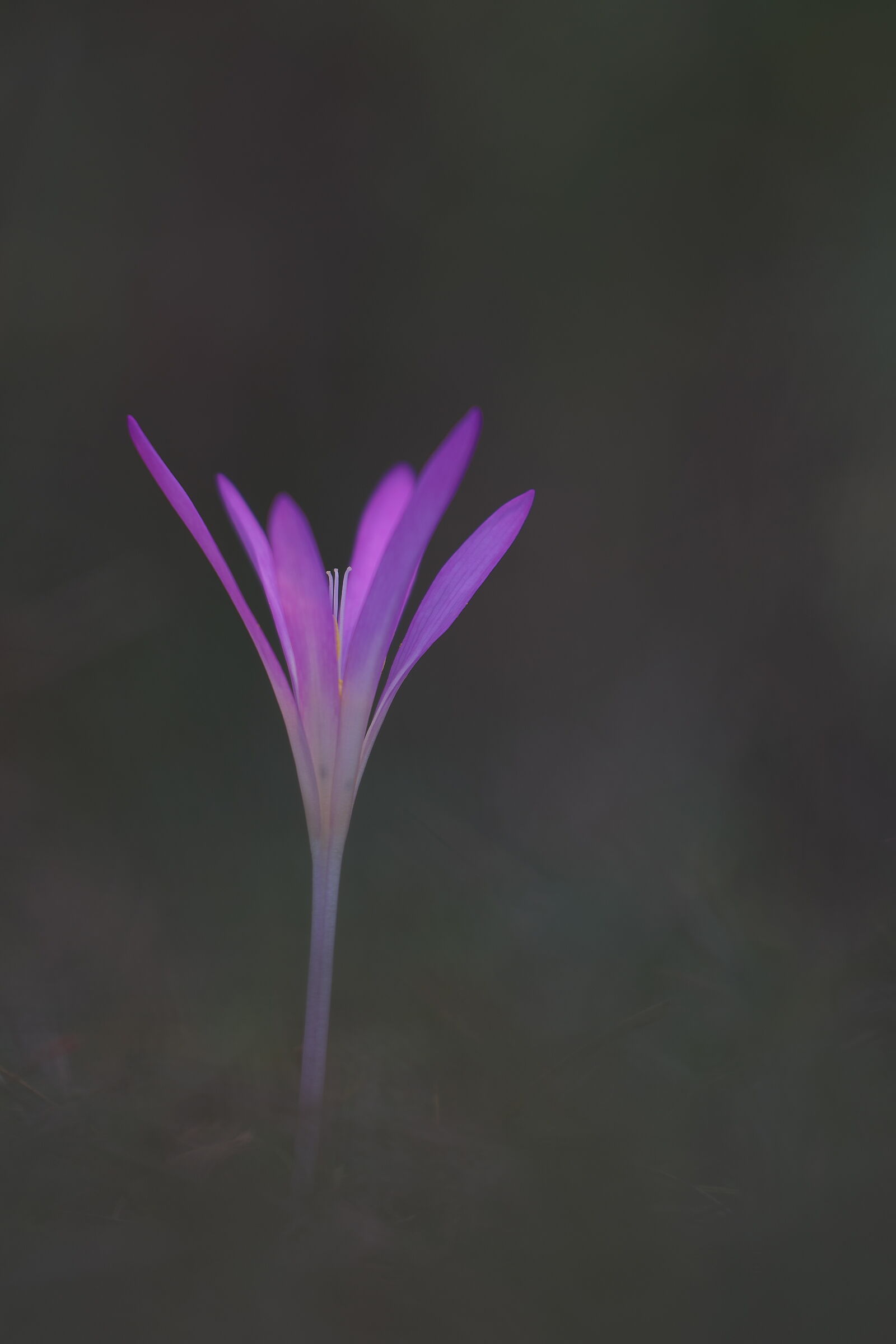 Colchicum arenarium