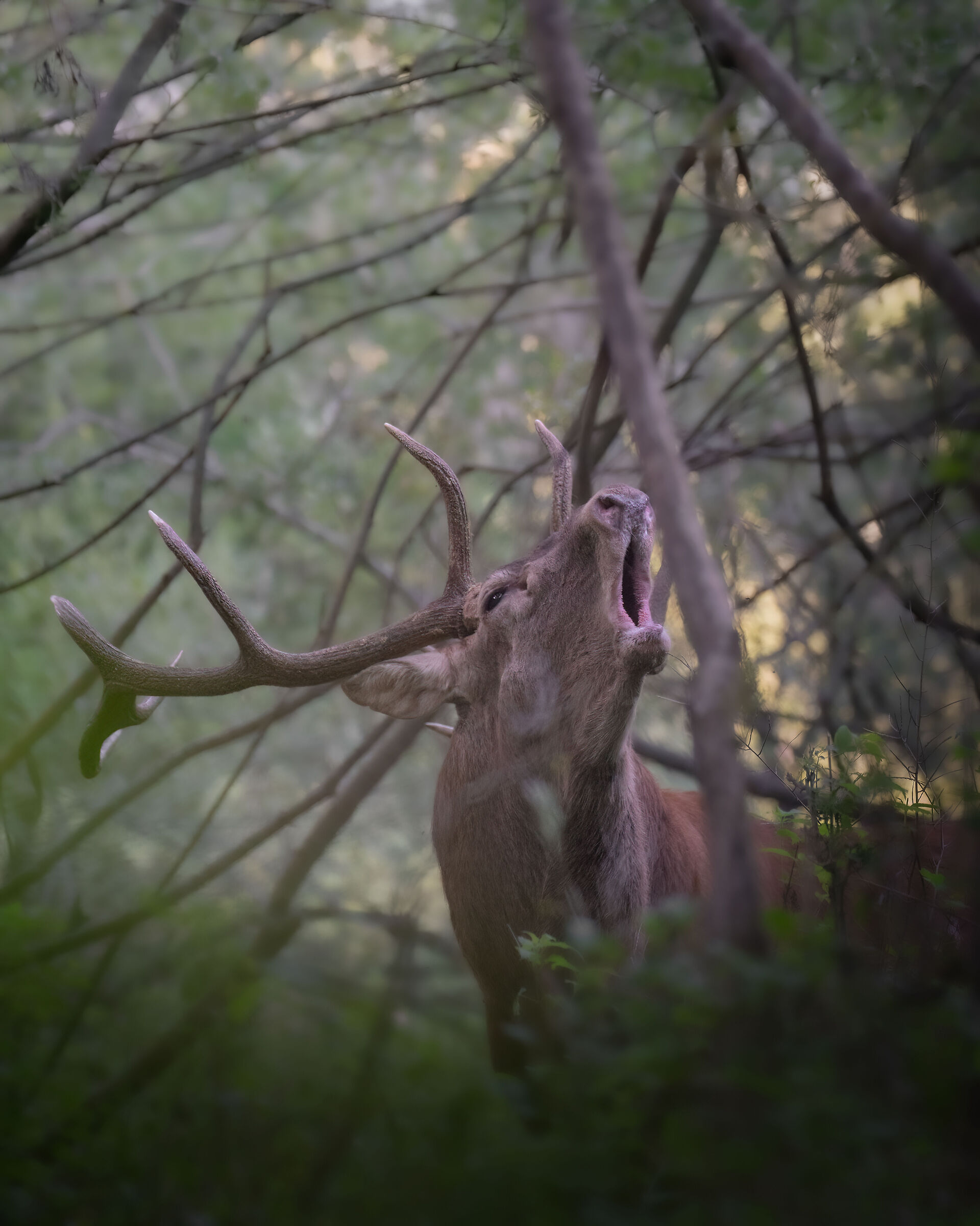 Bramit in the woods