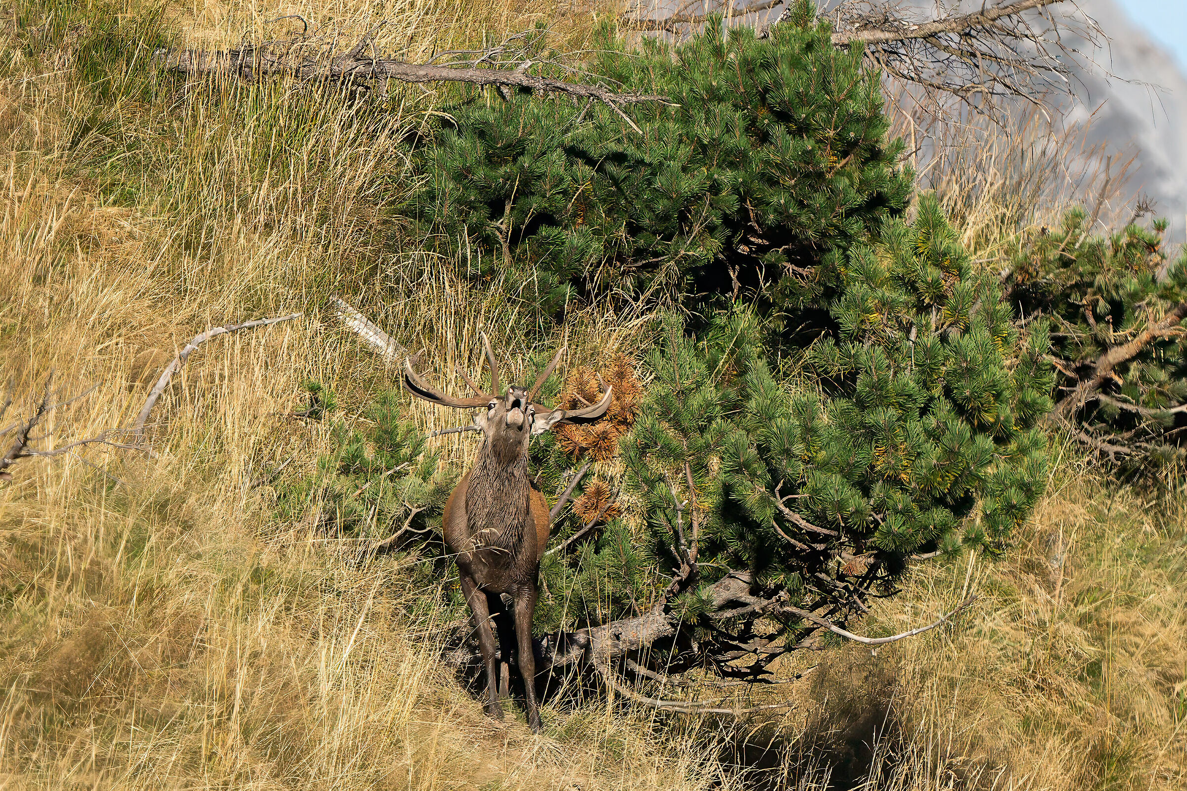 Deer in roar