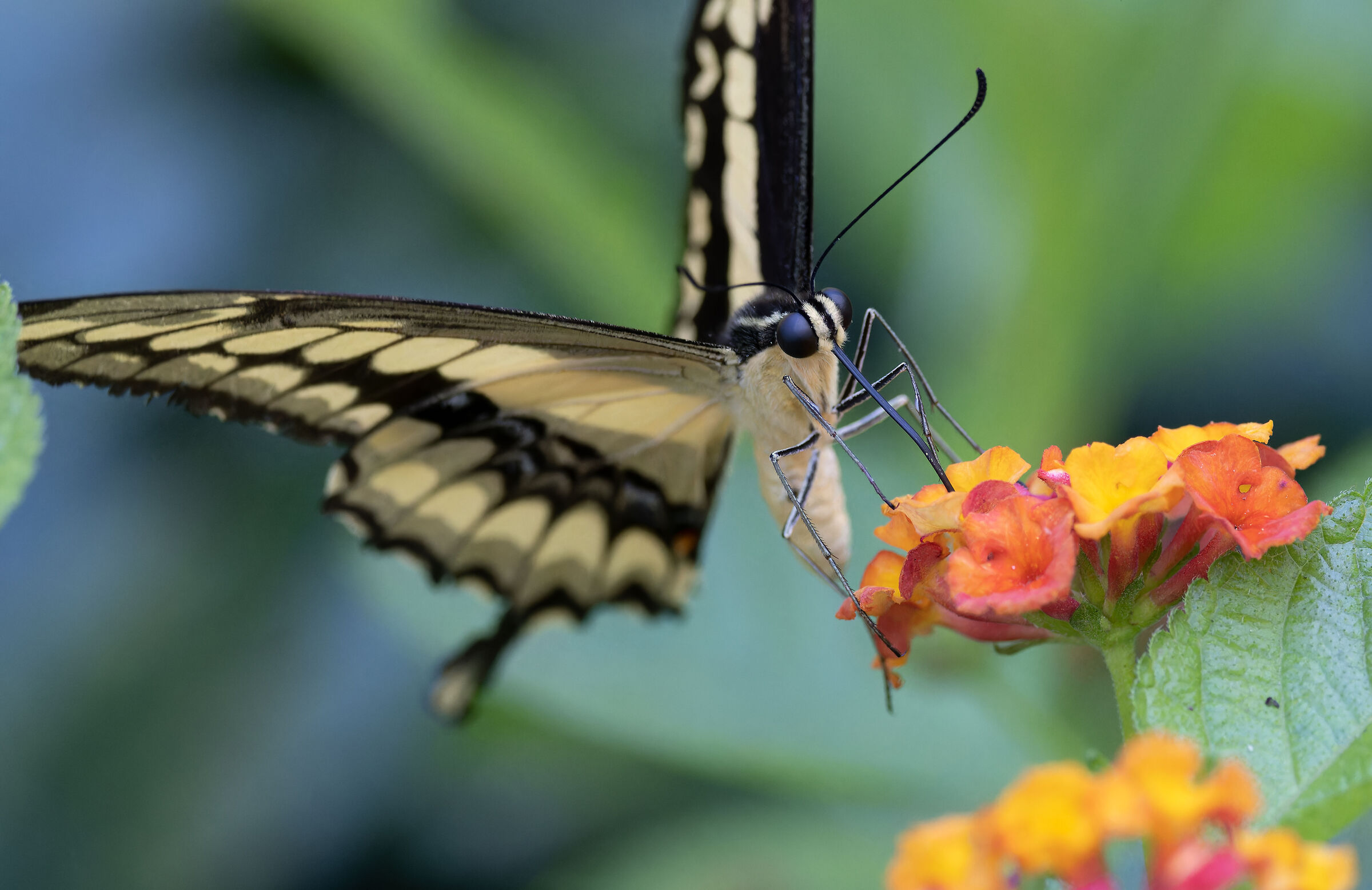 On the flower