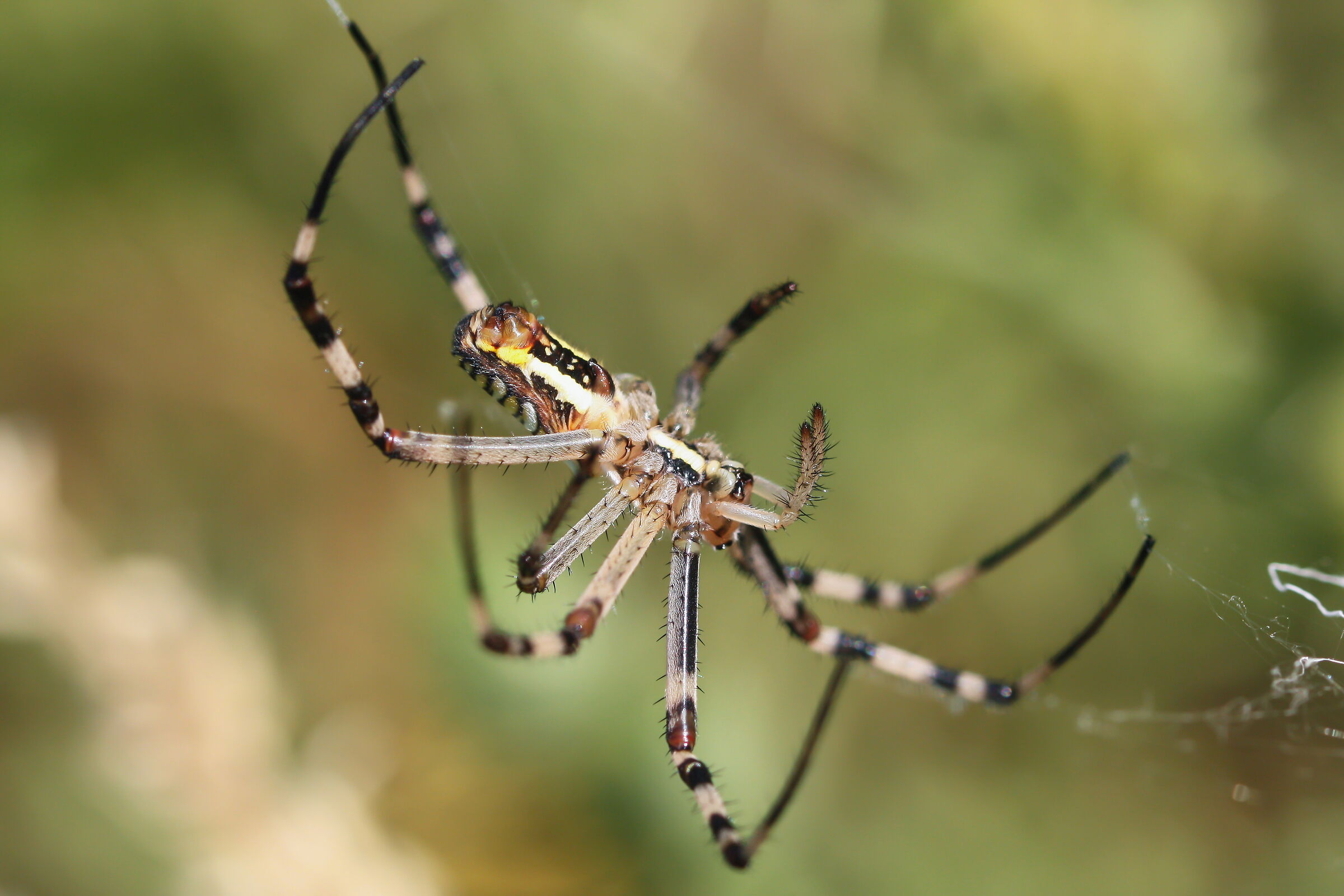 My first Macro: Argiope bruennichi