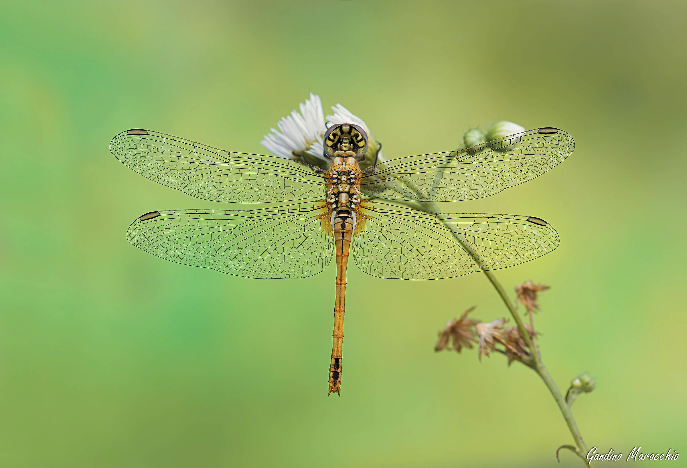 Dragonfly