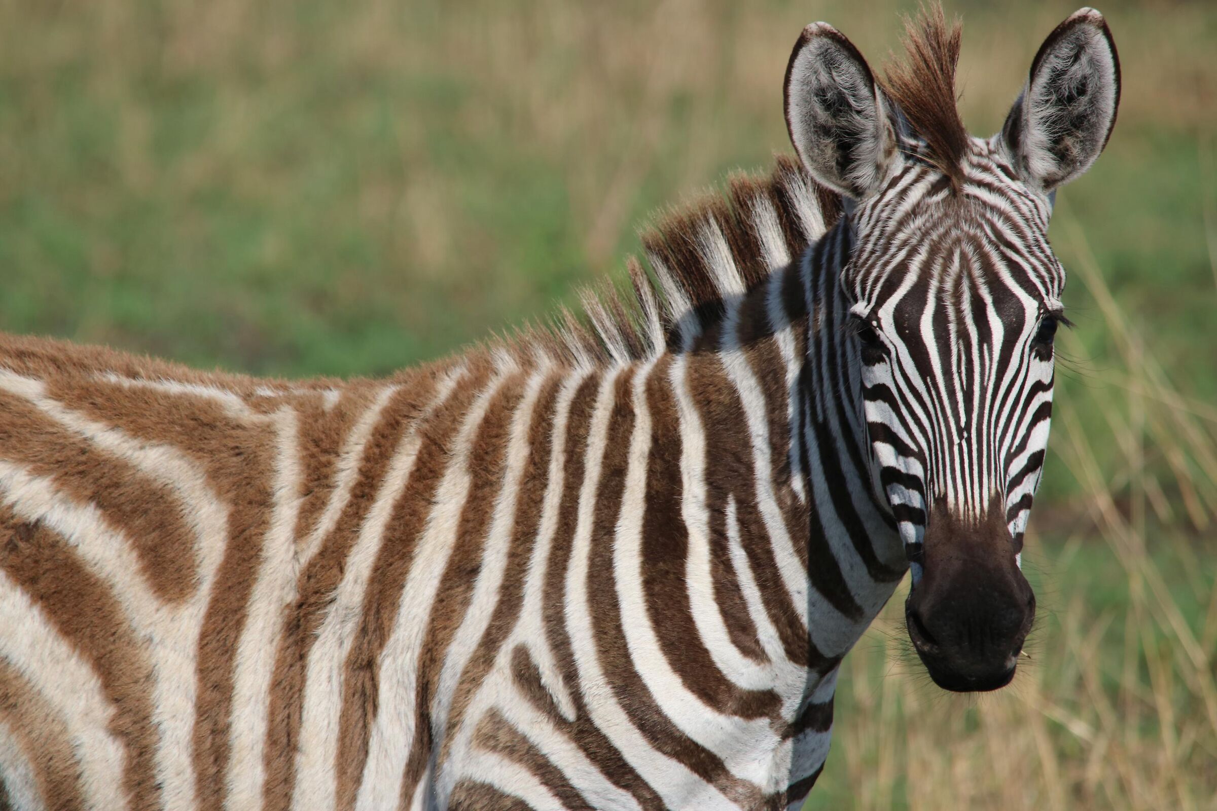 Masai Mara - Zebra