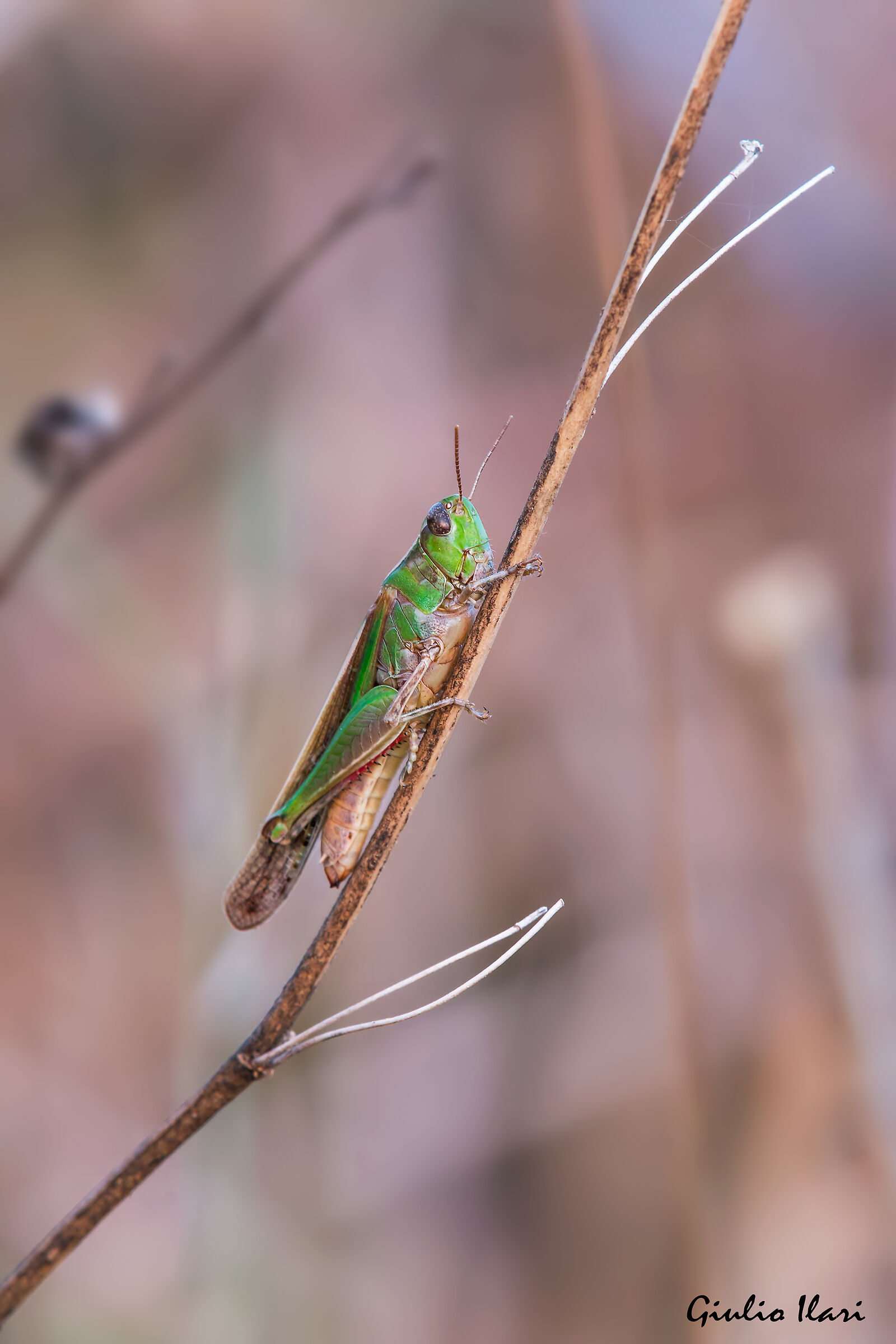 female Aiolopus sp.
