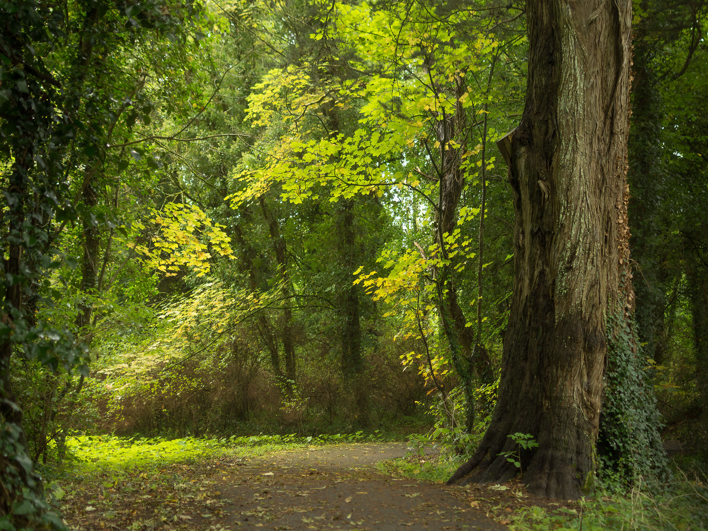 Forest tree