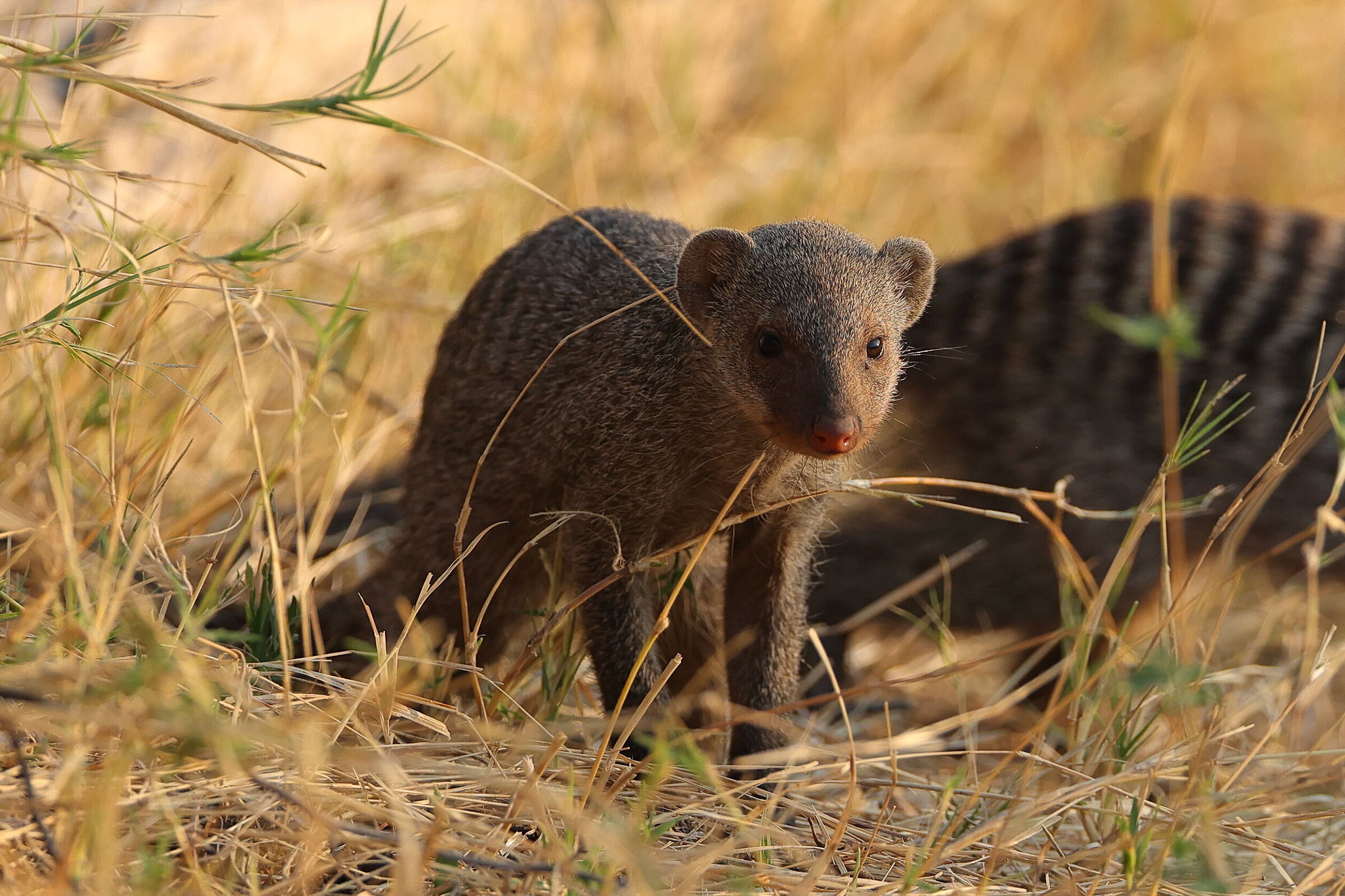 Botswana - Mangusta (Mungos mungo)