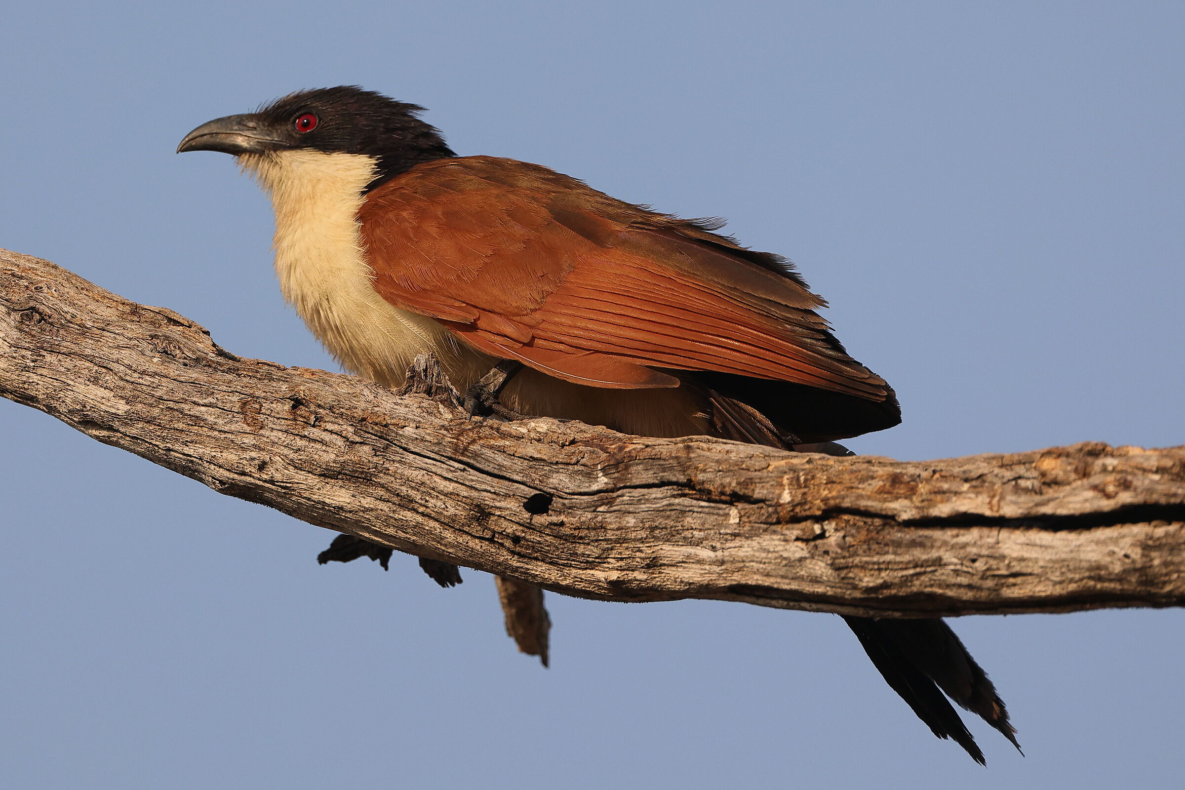 Botswana - Cucul codarame