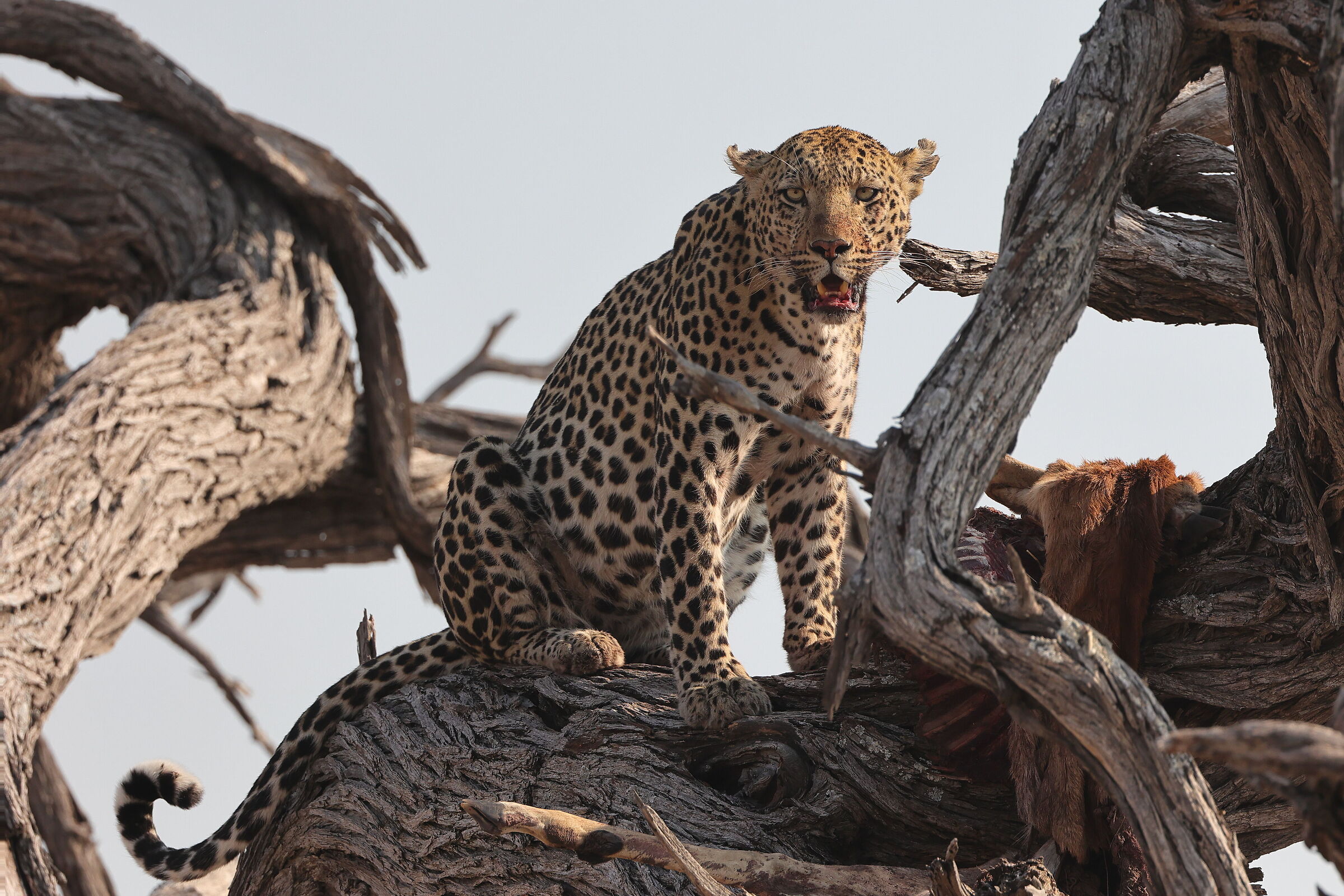 Botswana - Leopardo con la preda