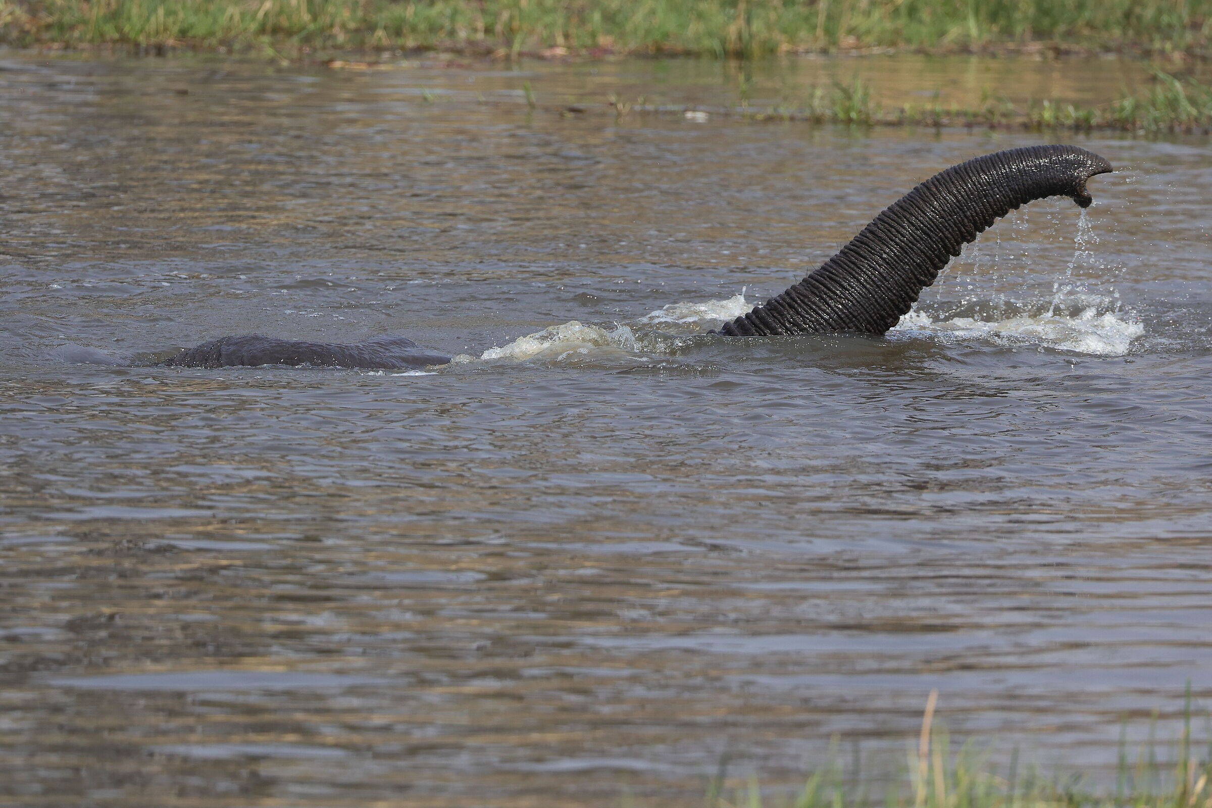 Botswana - sommergibile o elefante che nuota?