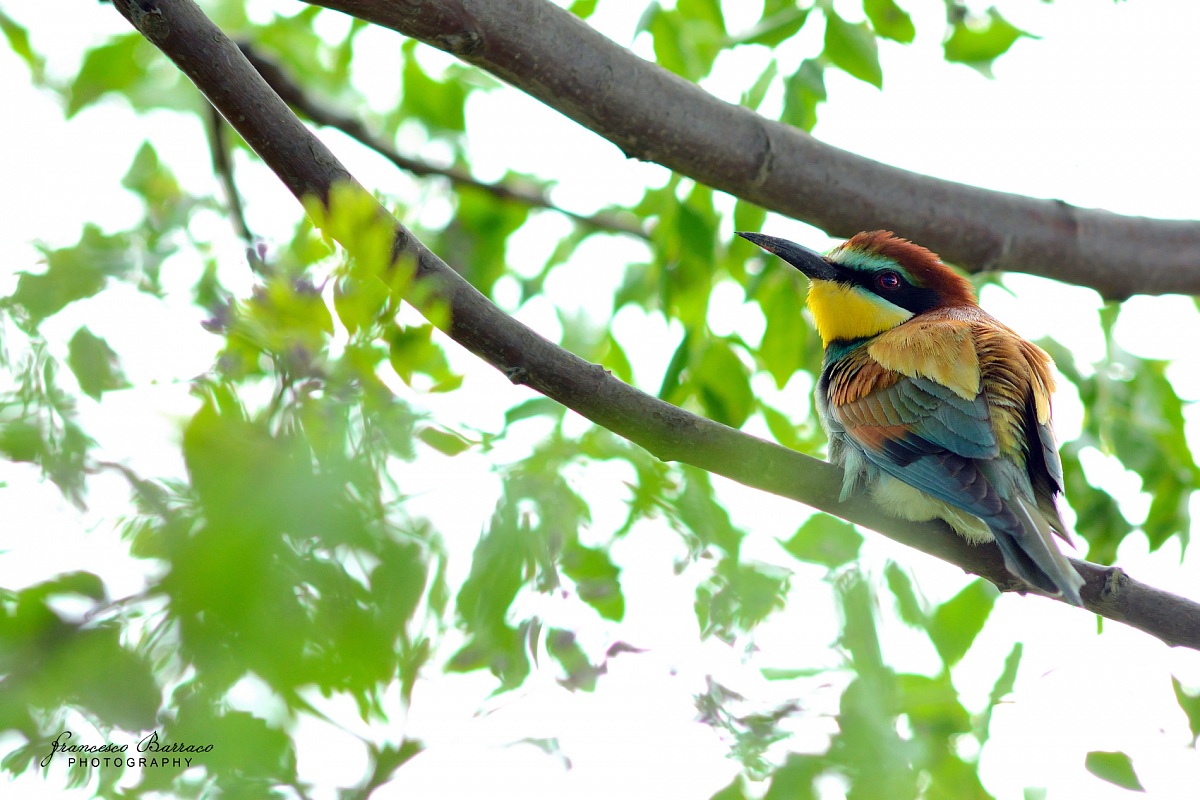 Bee-eater