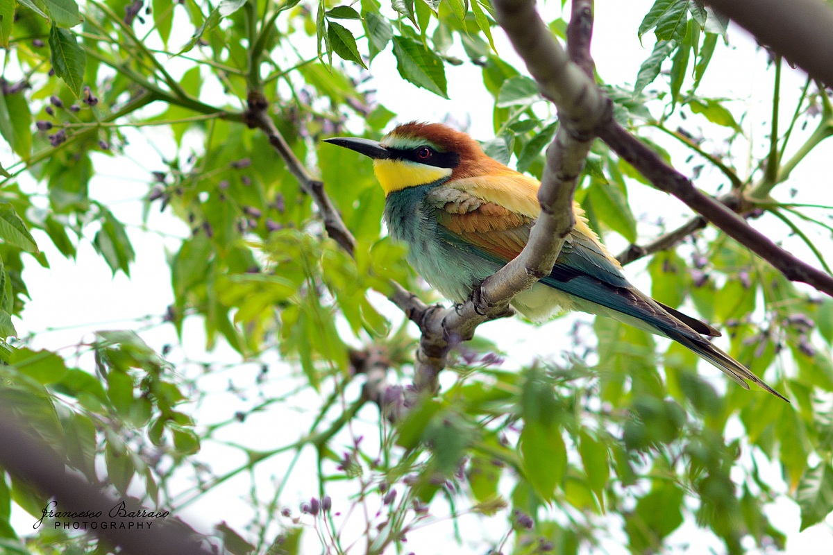 Bee-eater