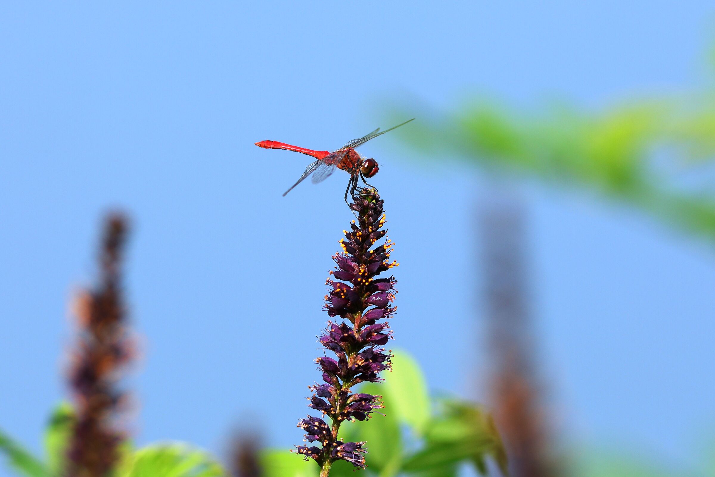 Sympetrum sanguineum