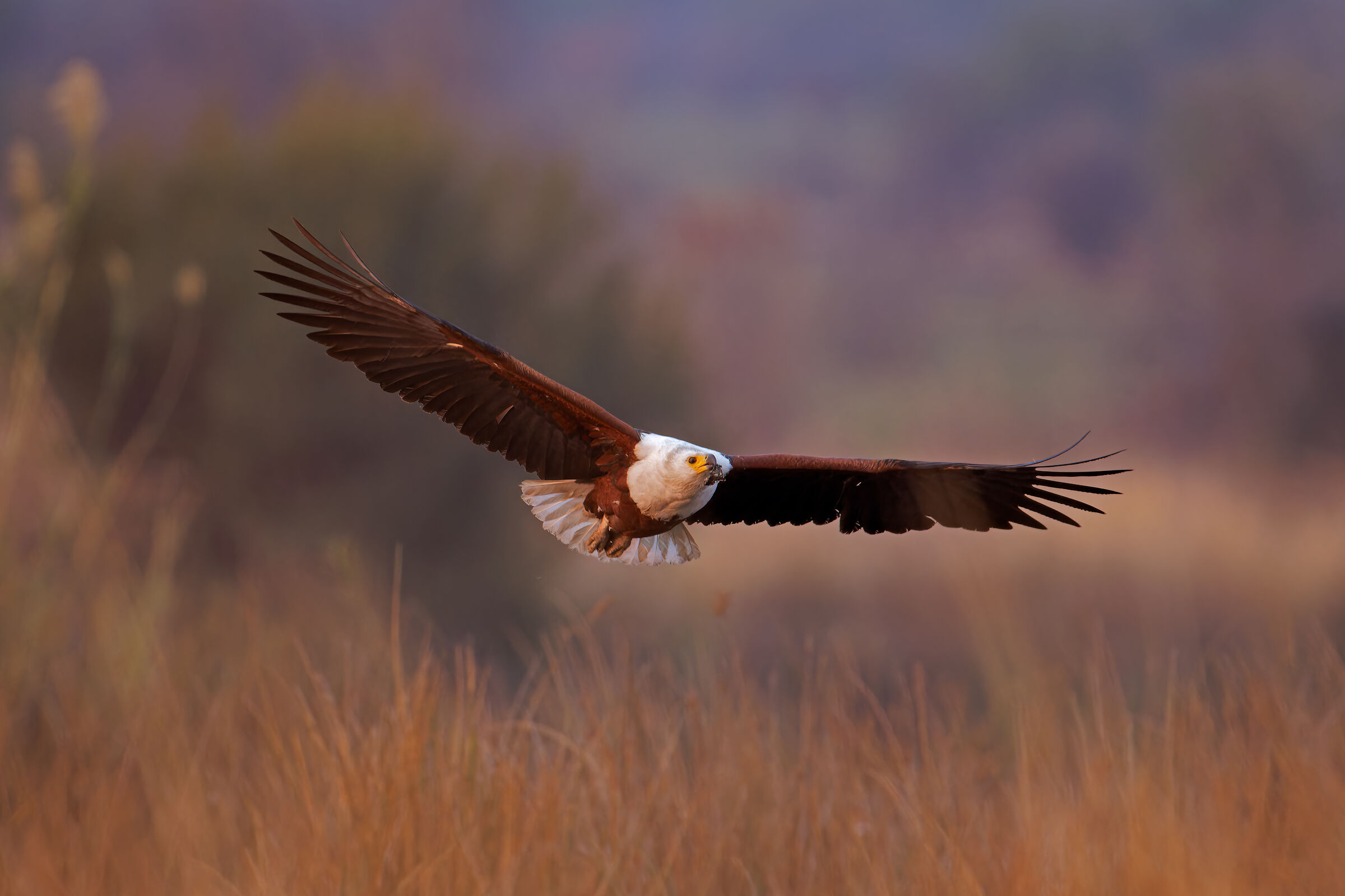 Fish Eagle
