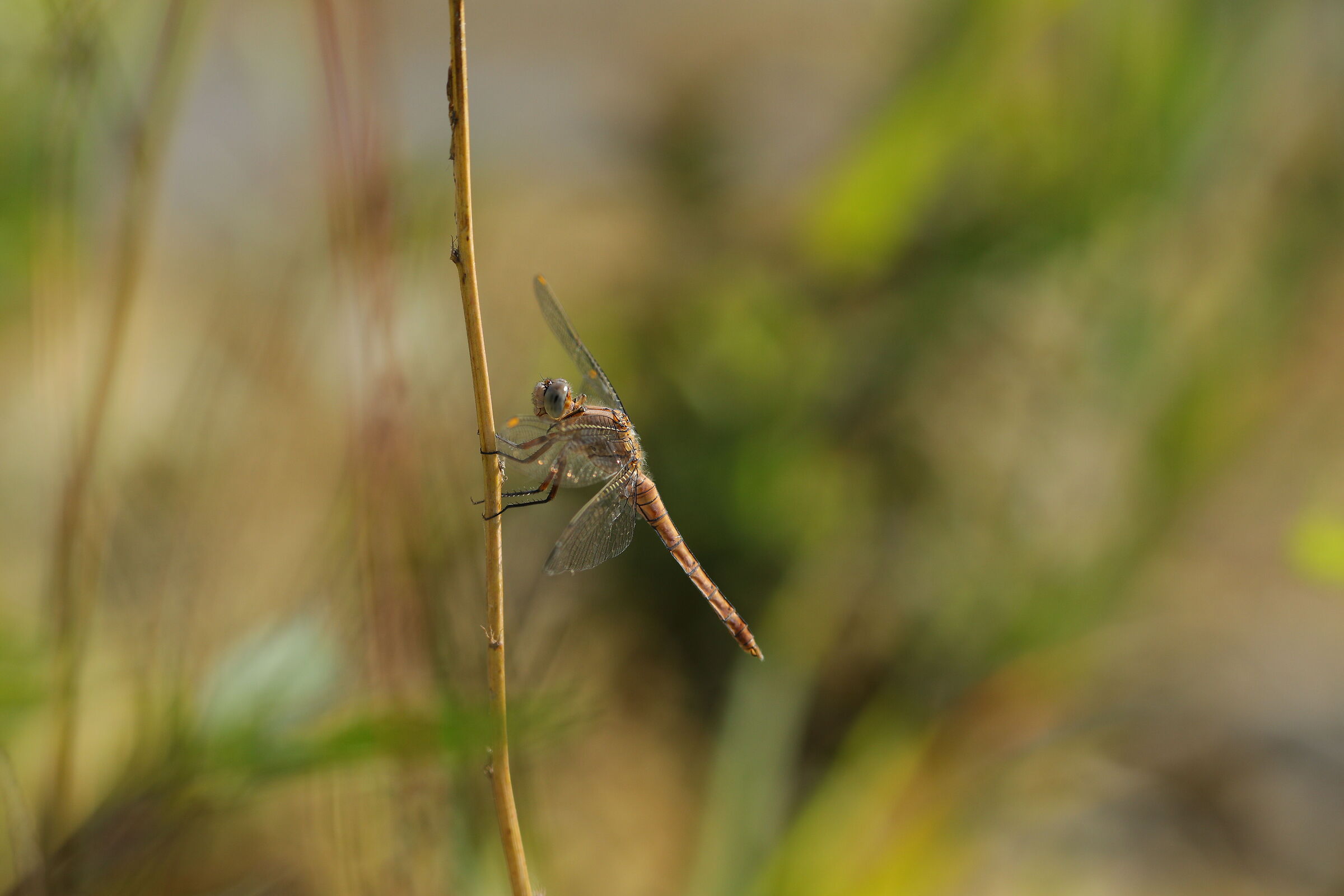 Libellula in posa