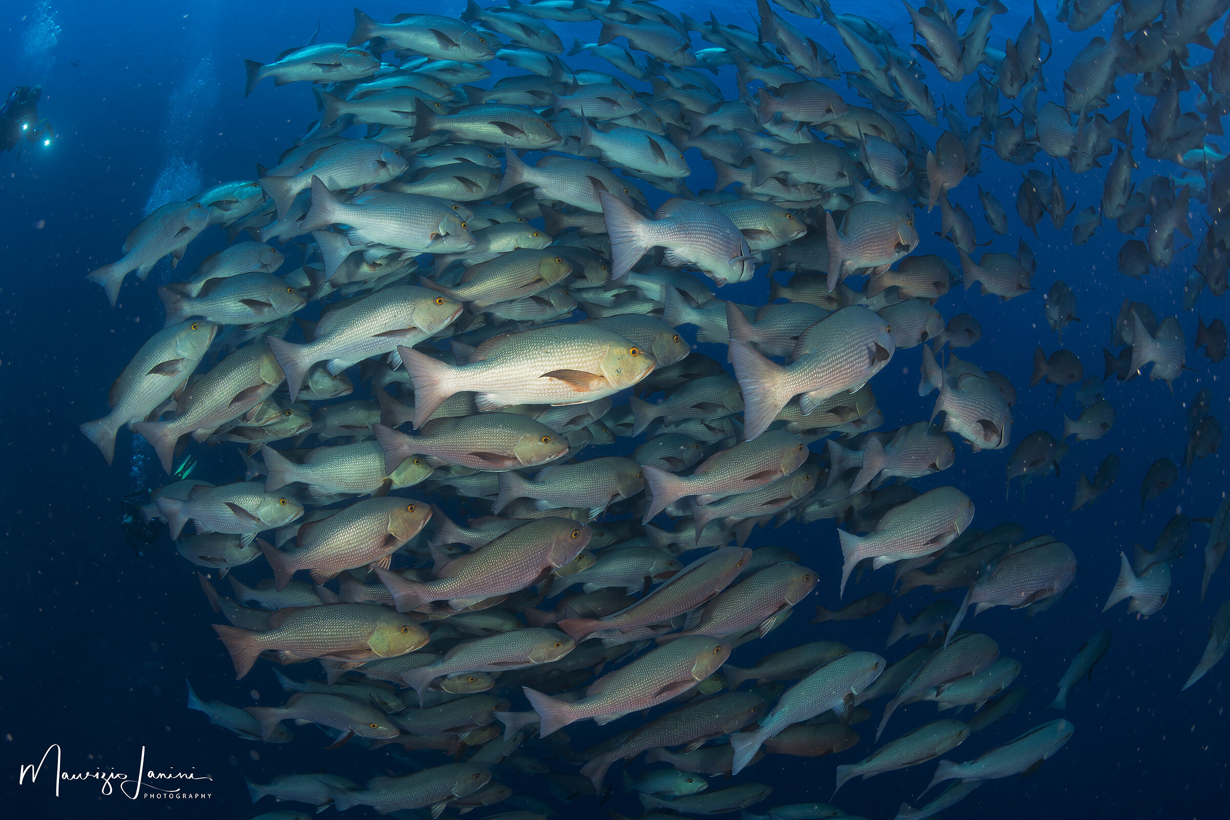 A wall of snappers
