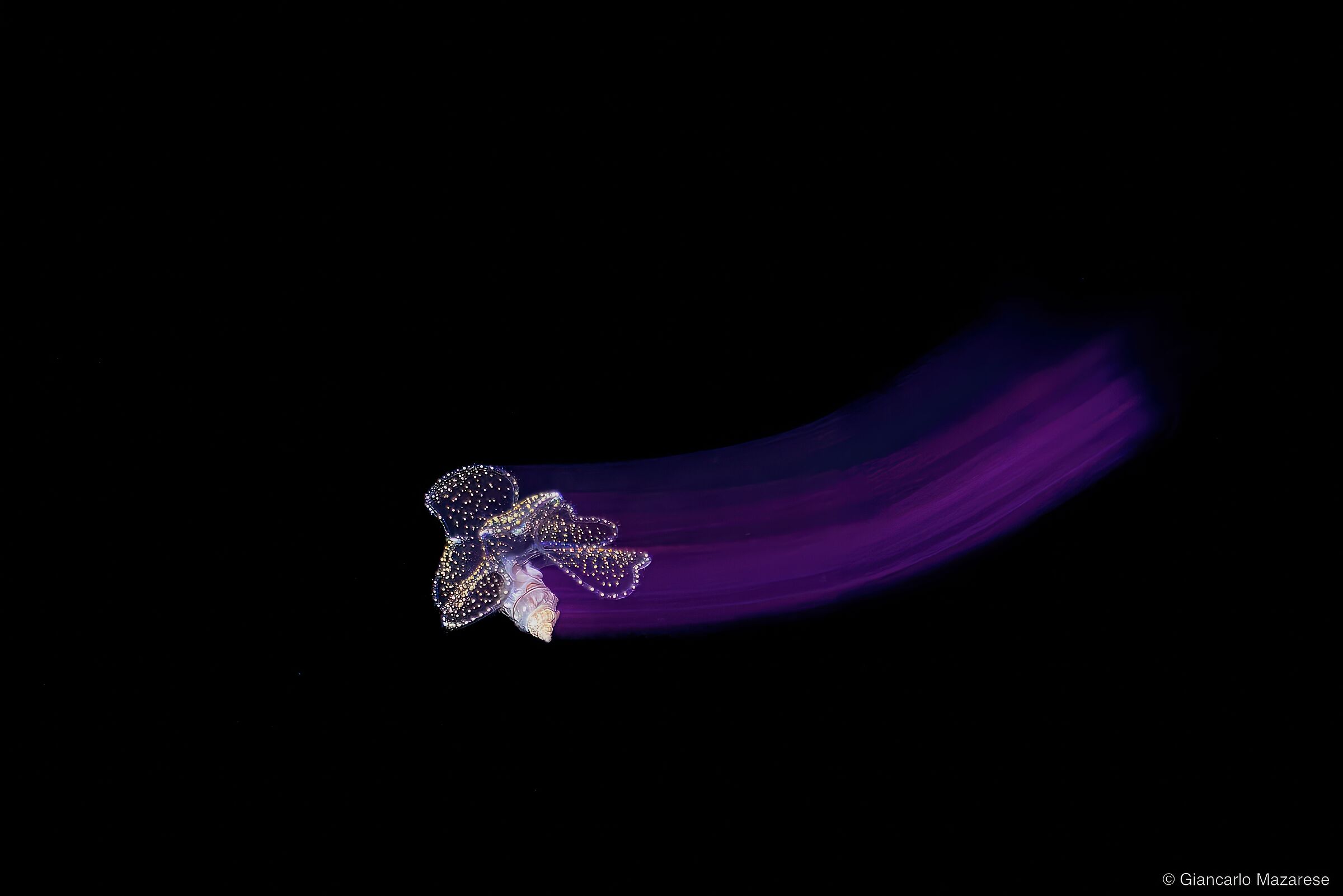 Prosobranchia Veliger