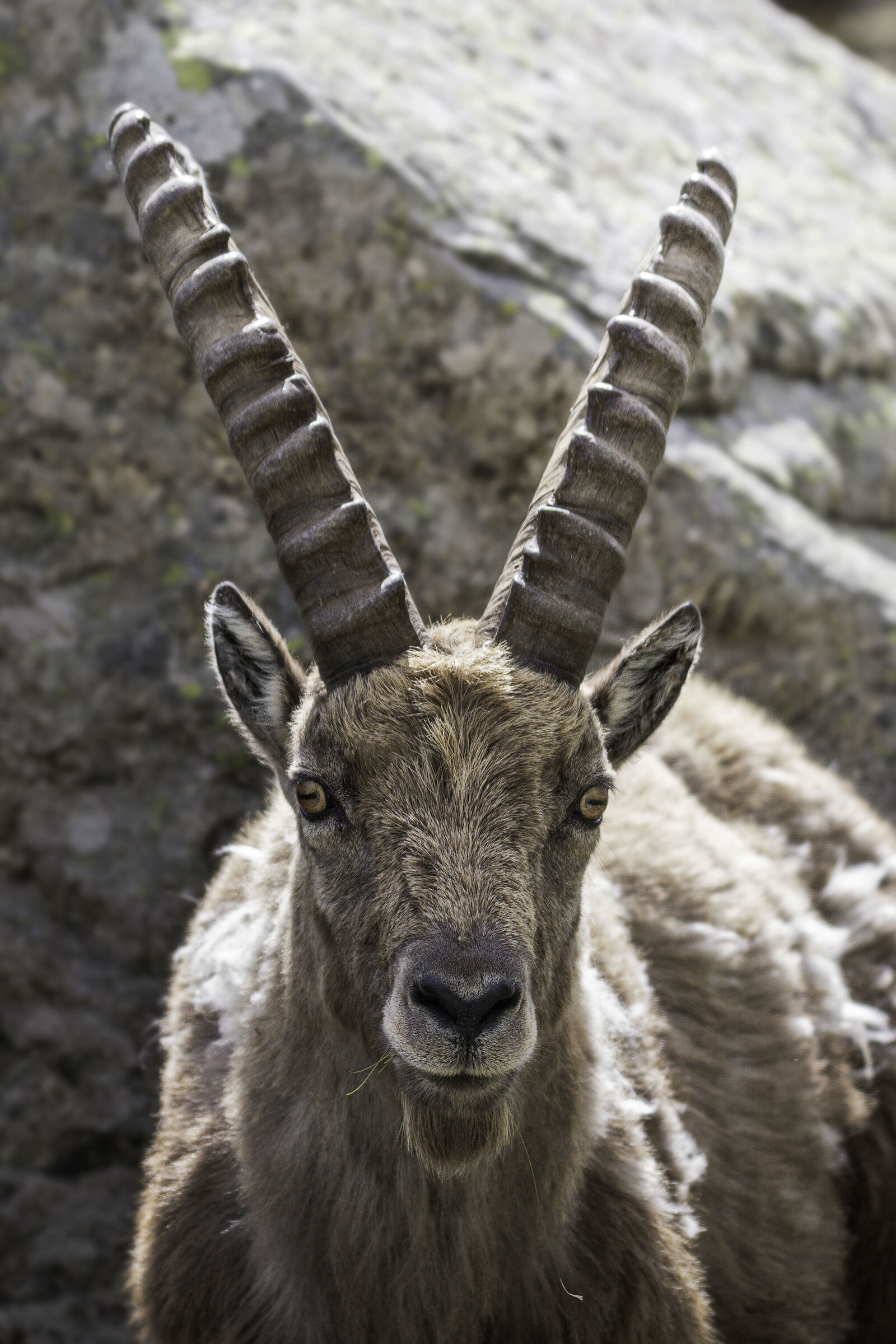 Portrait of an Ibex Goat