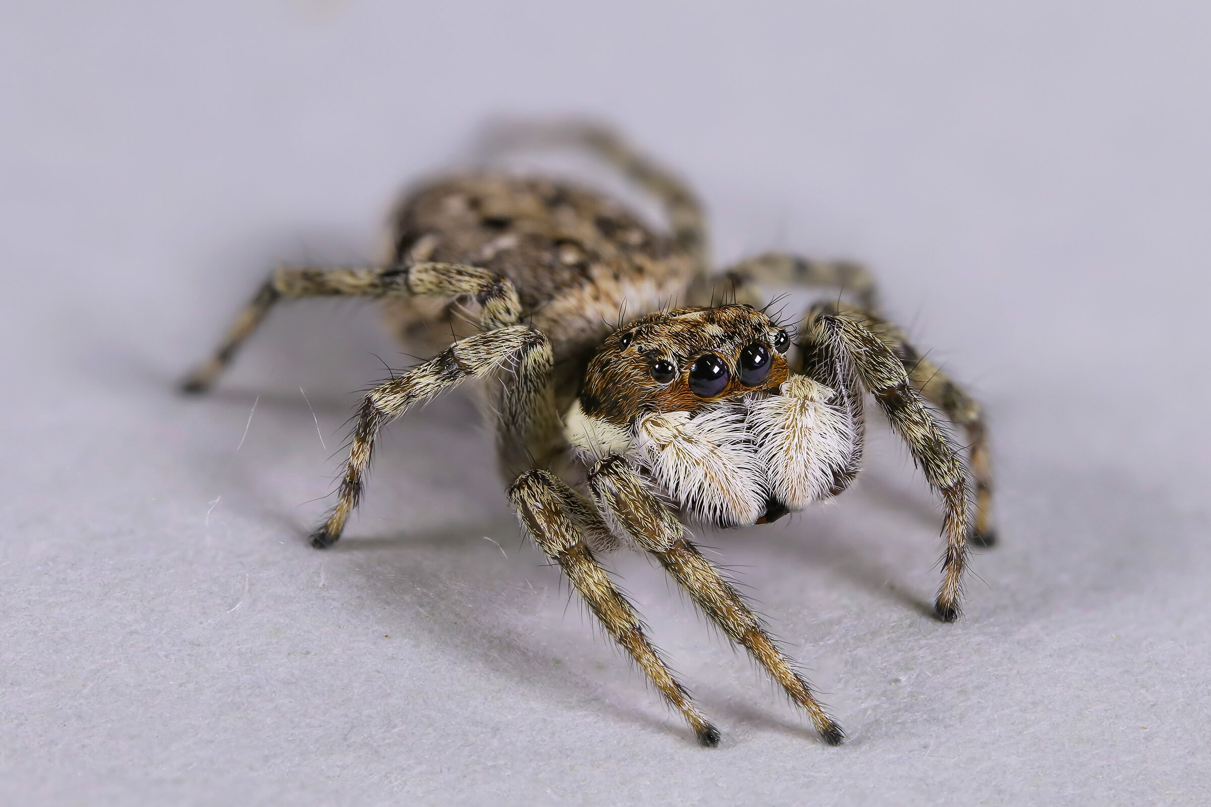 Menemerus semilimbatus