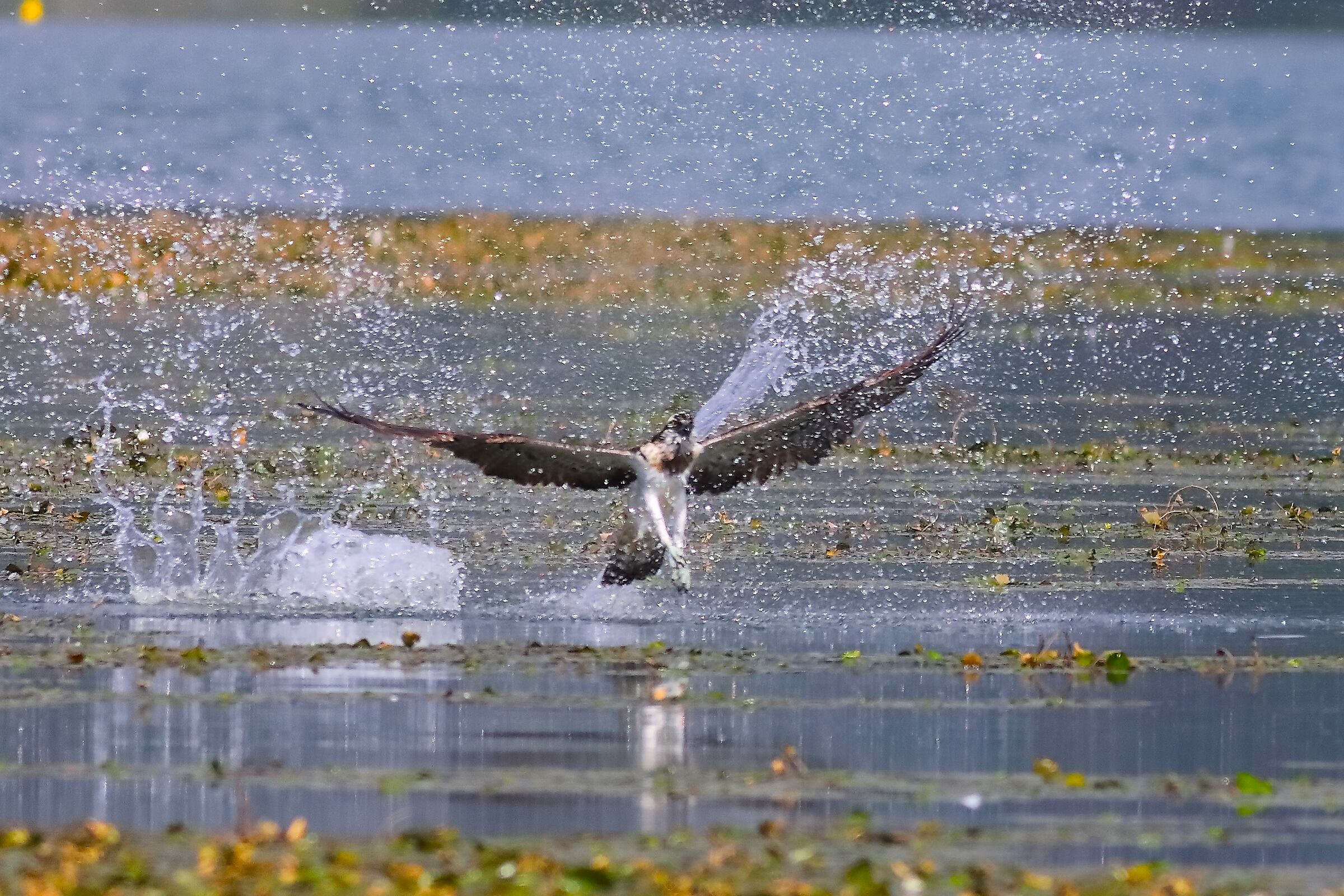 Falco pescatore 01-09-2023