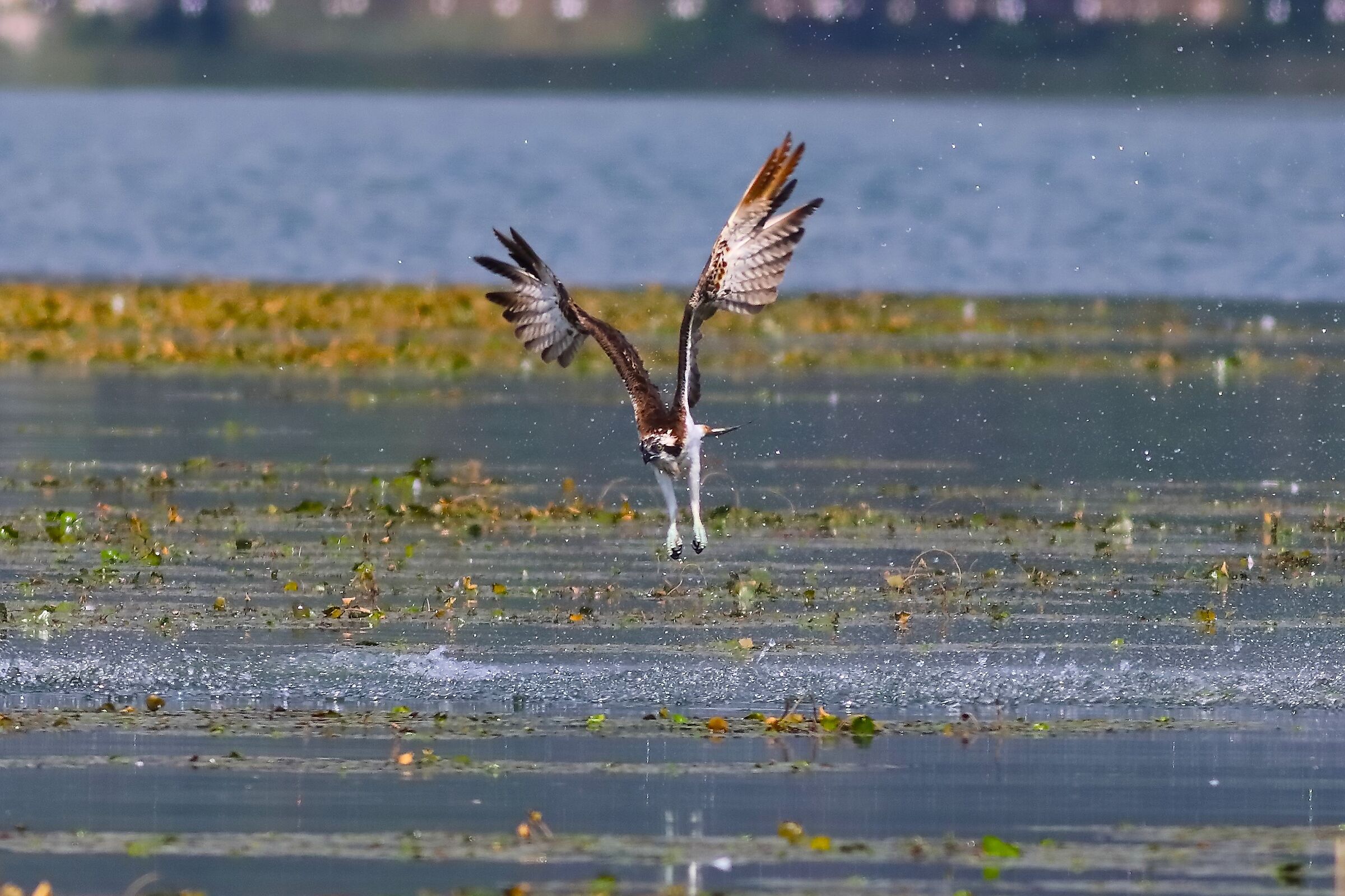 Falco pescatore 01-09-2023