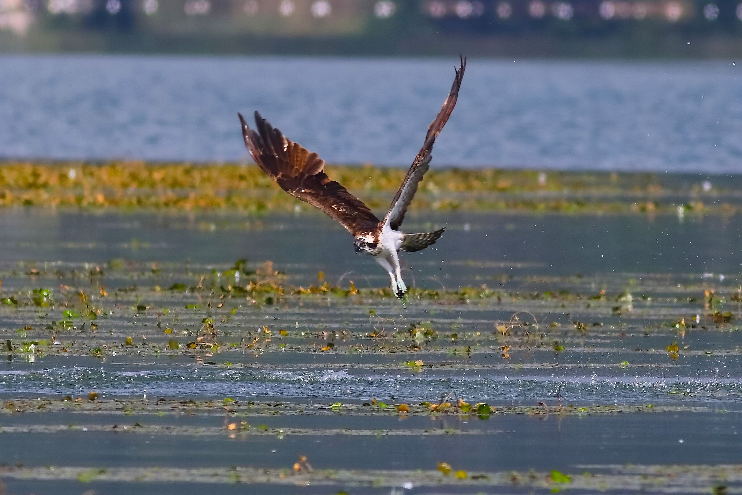 Falco pescatore 01-09-2023
