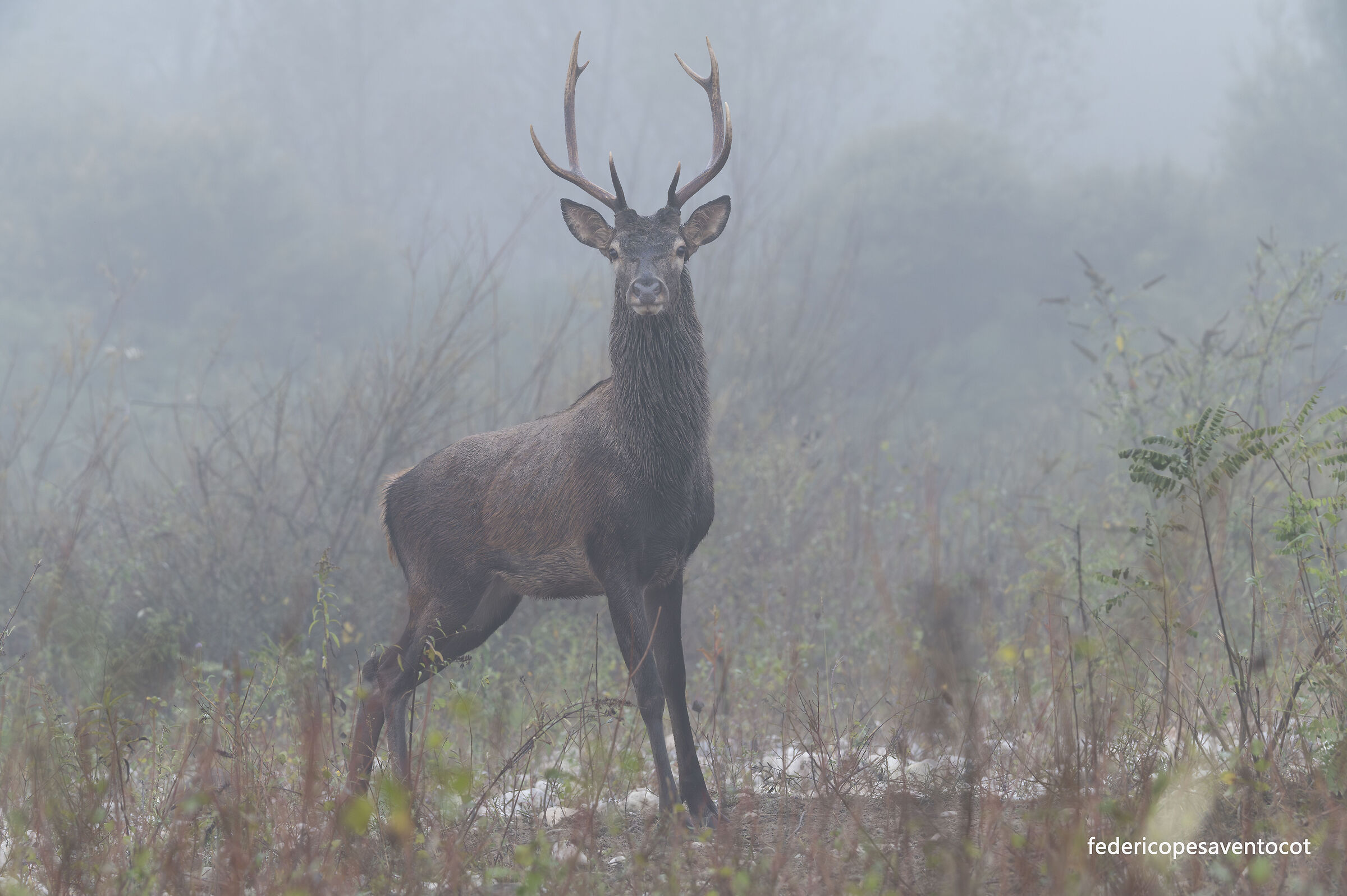 La nebbia agli irti colli