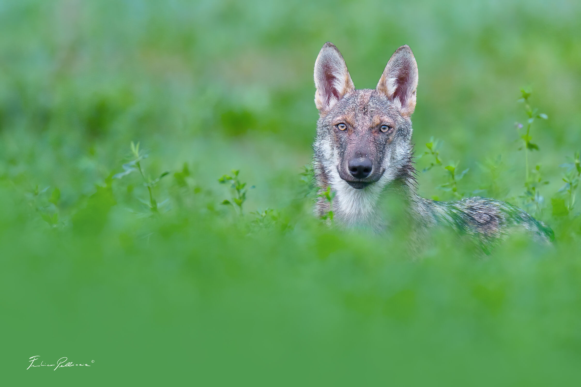 Do I dream or am I awake? (Apennine Wolf)
