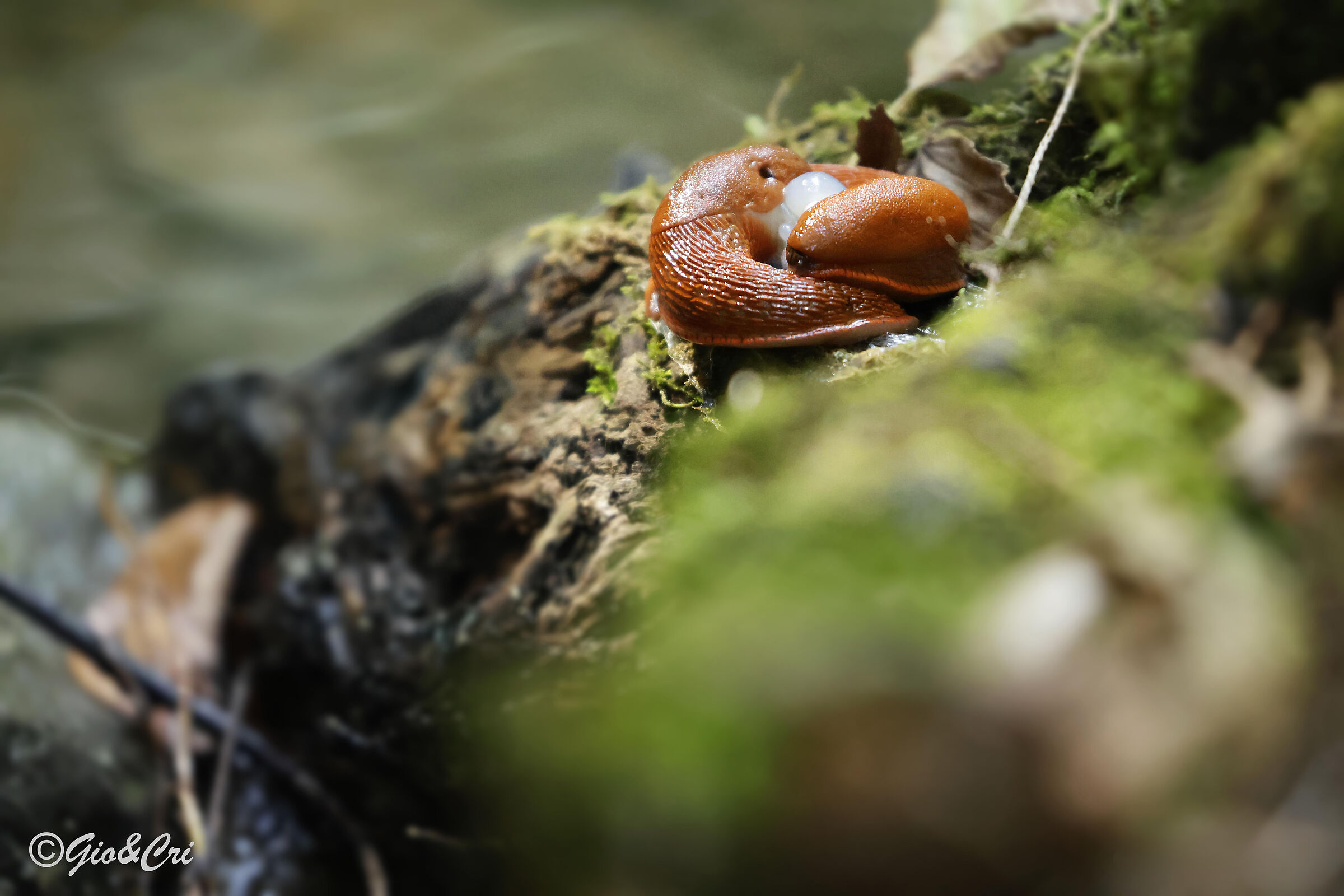 Arion Vulgaris