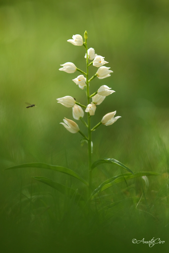 Cephalanthera longifolia