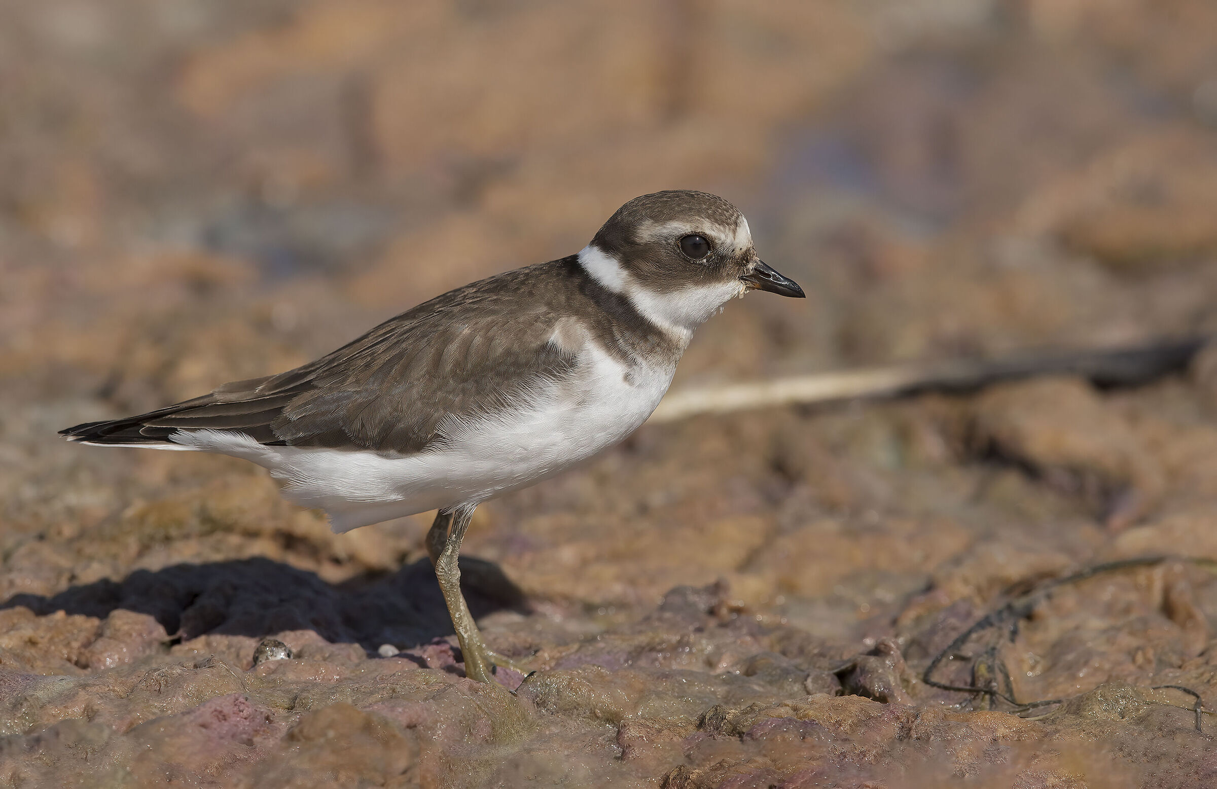 corriere grosso (charadrius hiaticula)