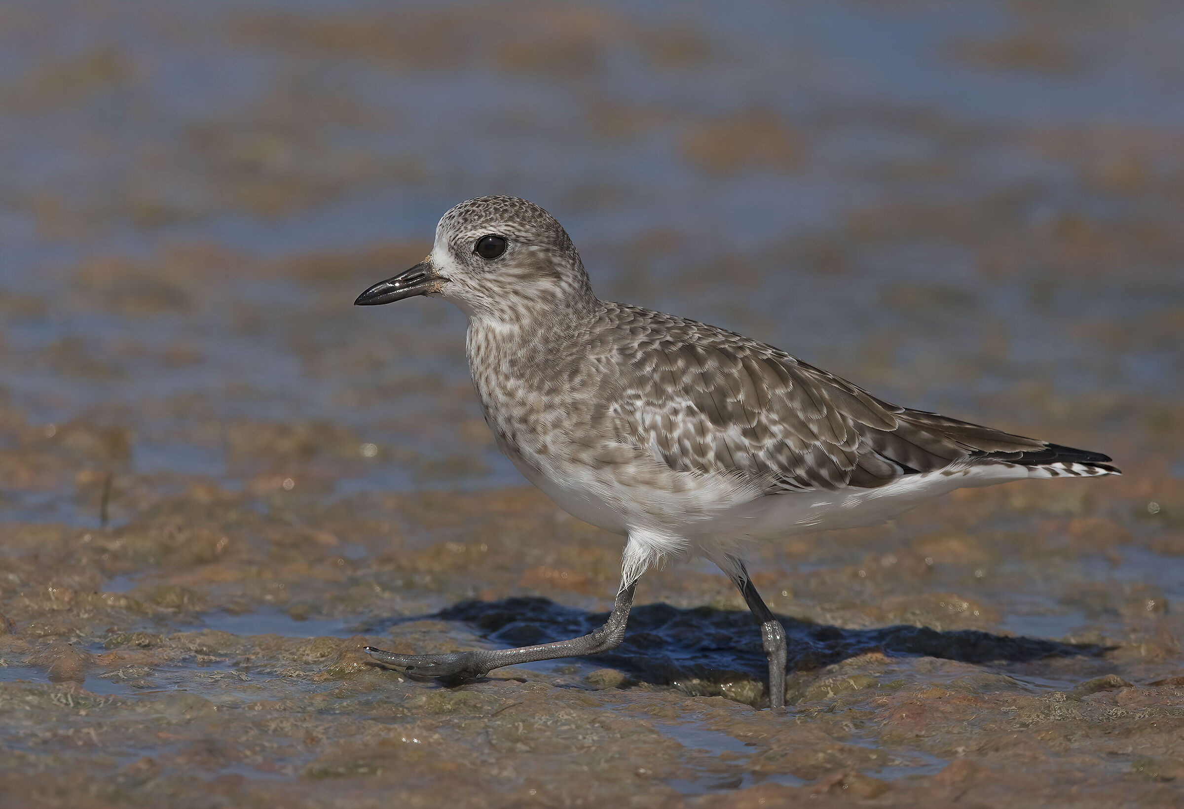 pivieressa (pluvialis squatarola)