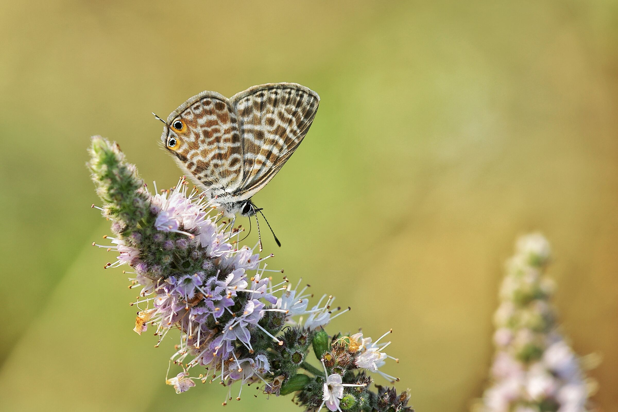 Leptotes pirithous