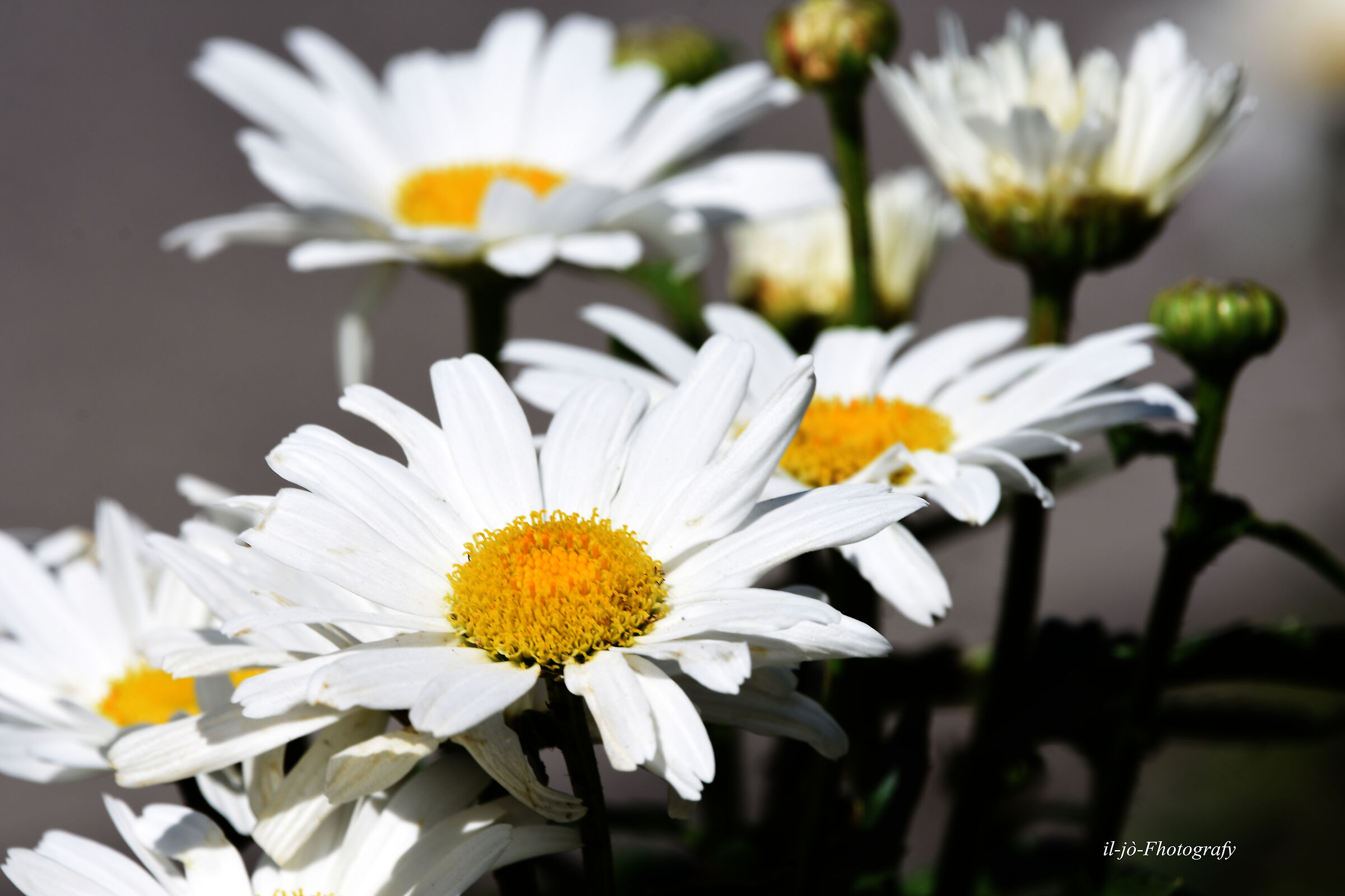 Untitled Photo