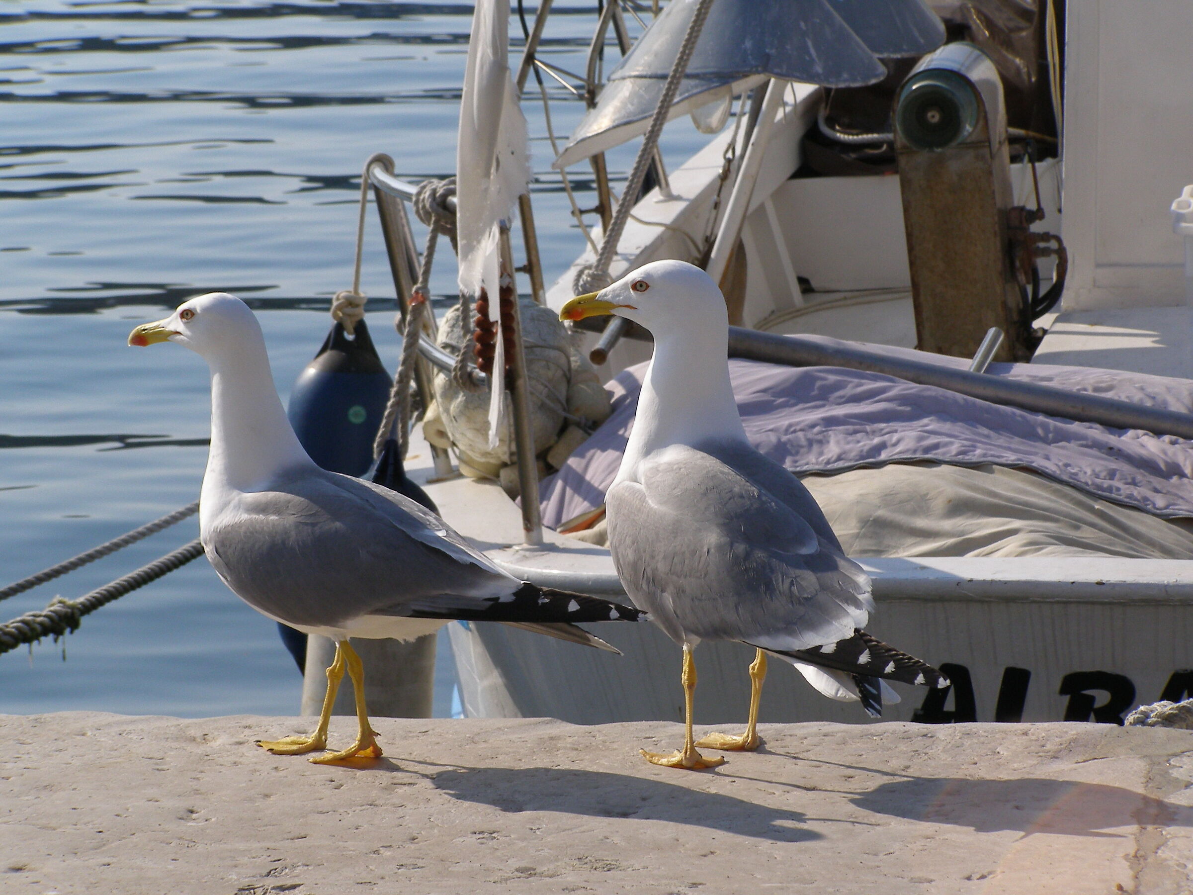Original seagulls