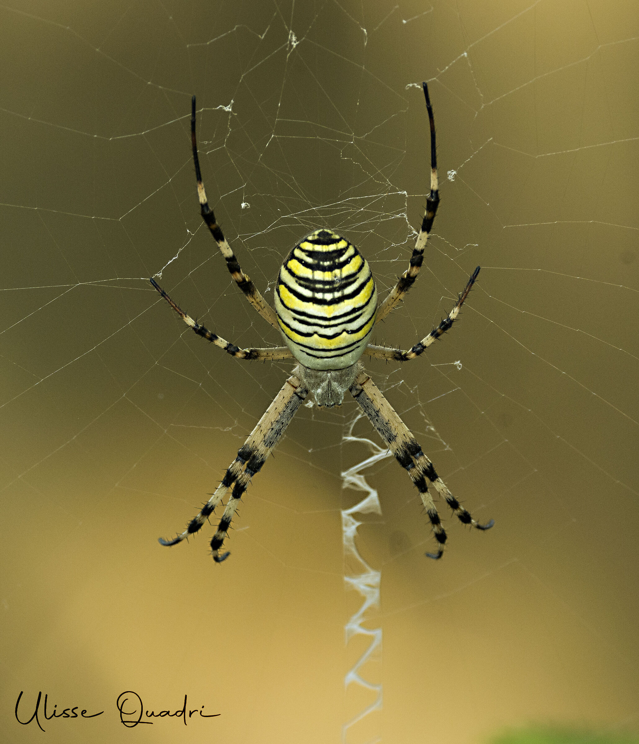 Argiope Fasciata