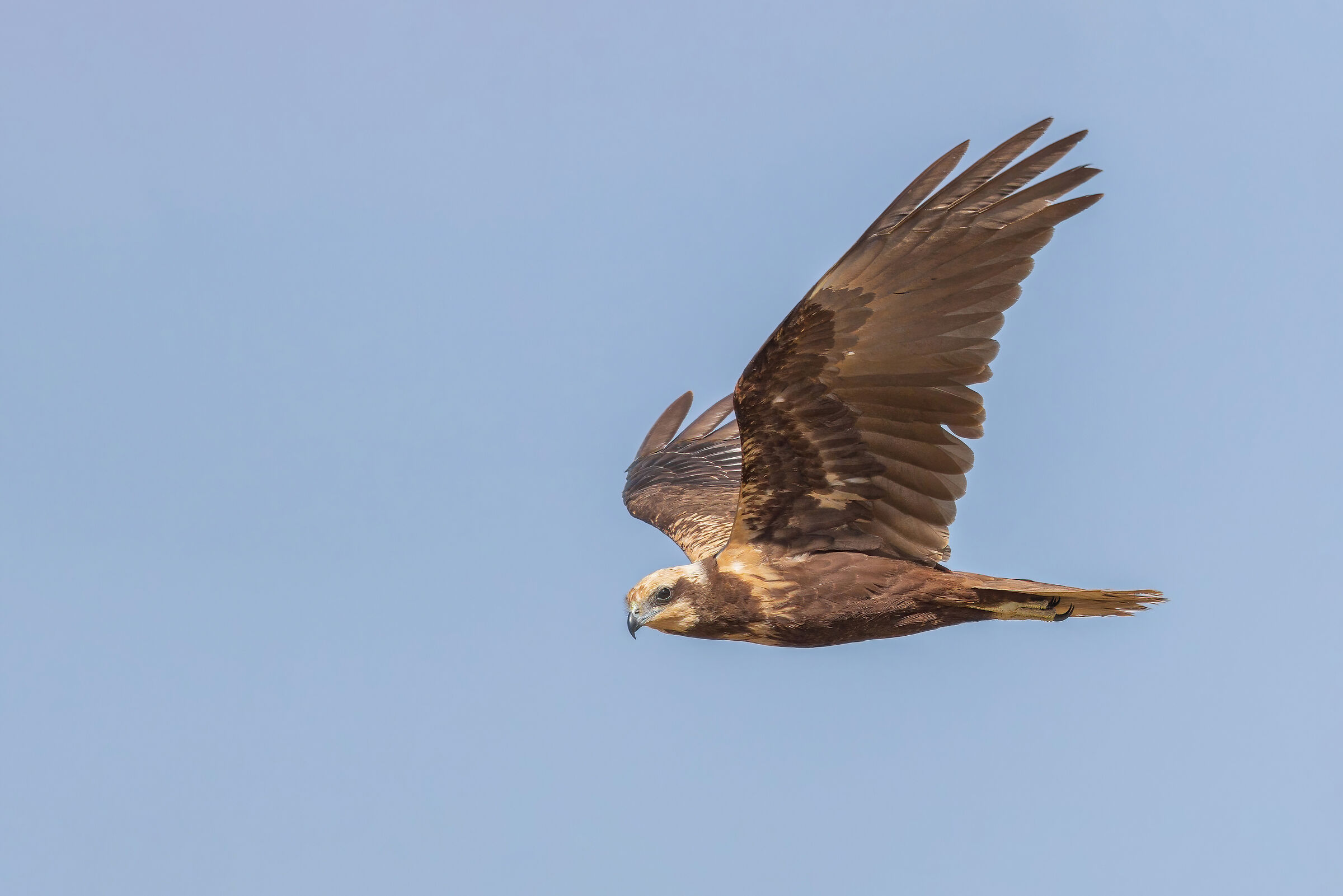 Marsh harrier