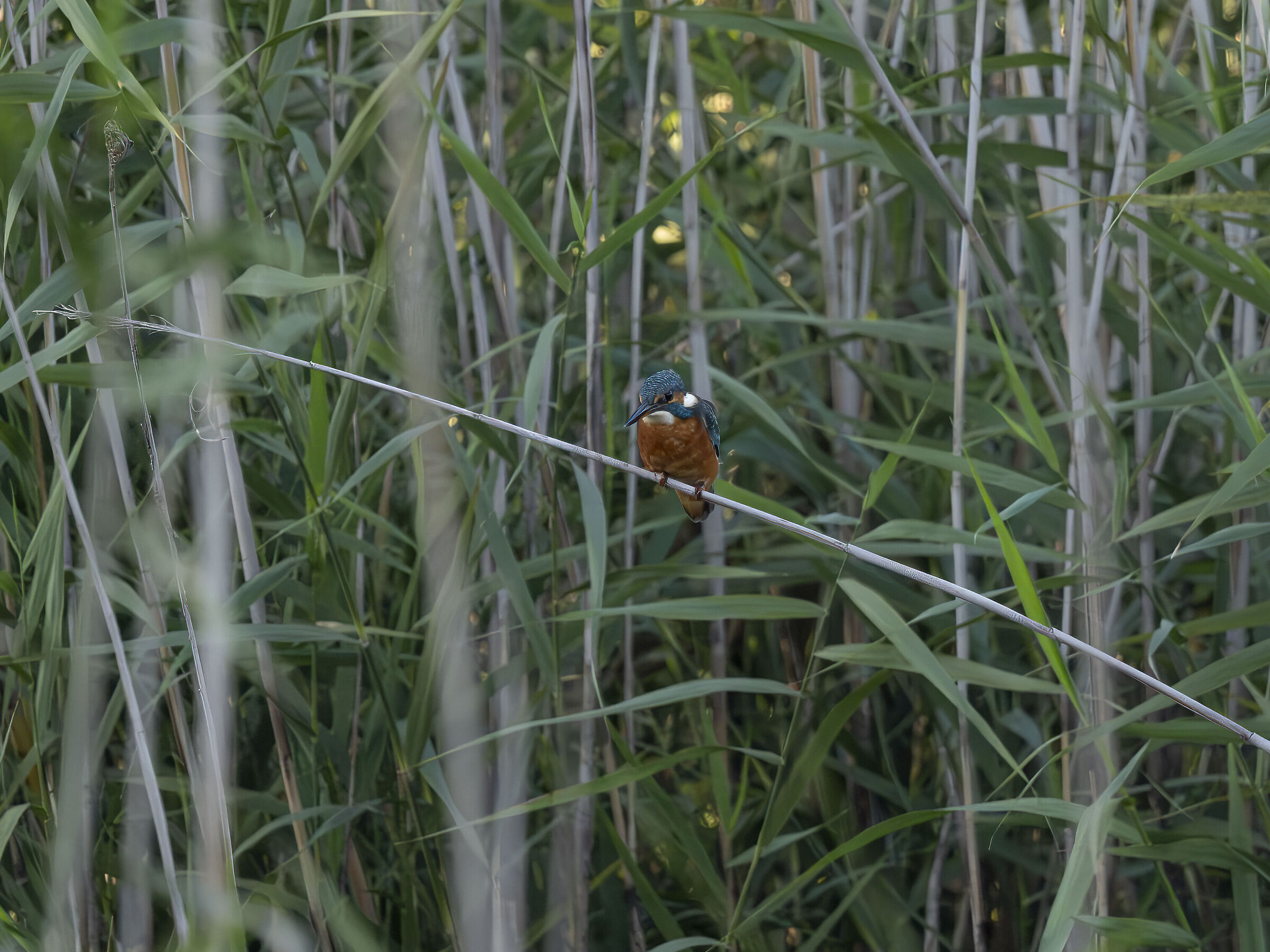 Kingfisher