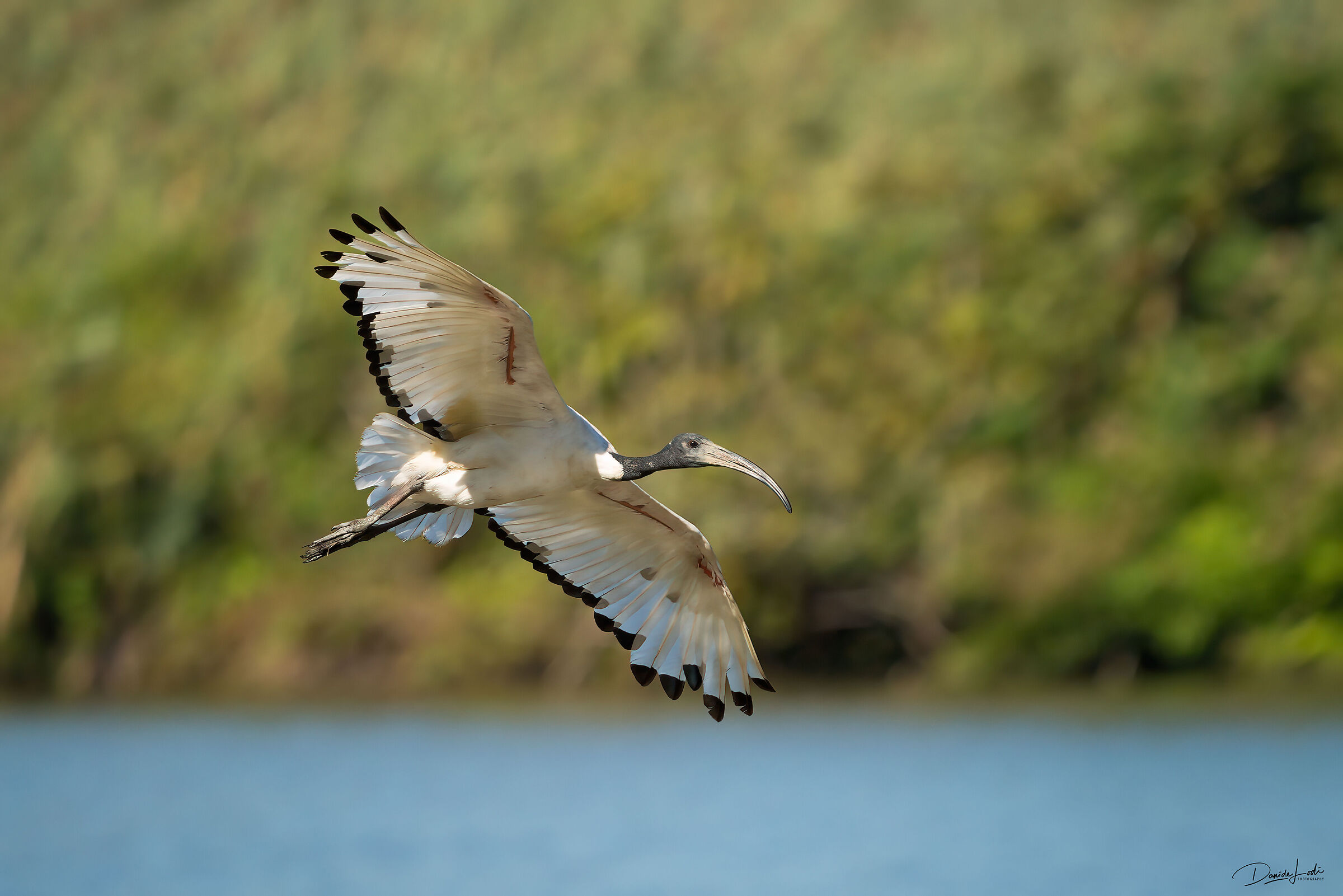 Ibis sacro