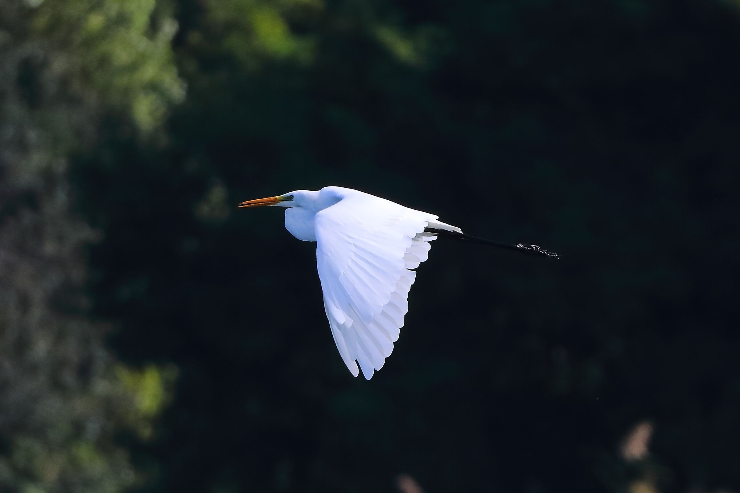 Airone BM settembre 2023