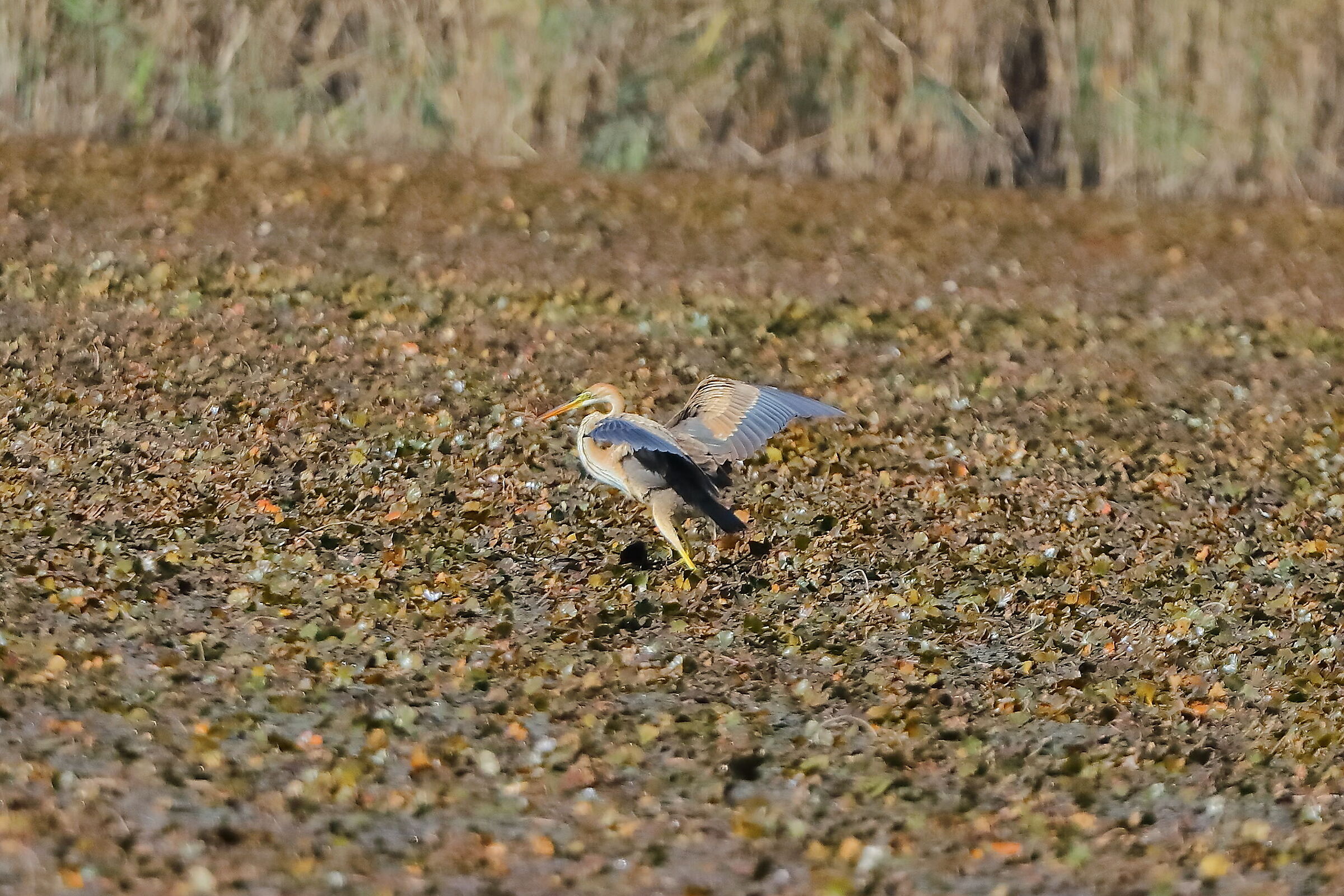 Airone Rosso settembre 2023