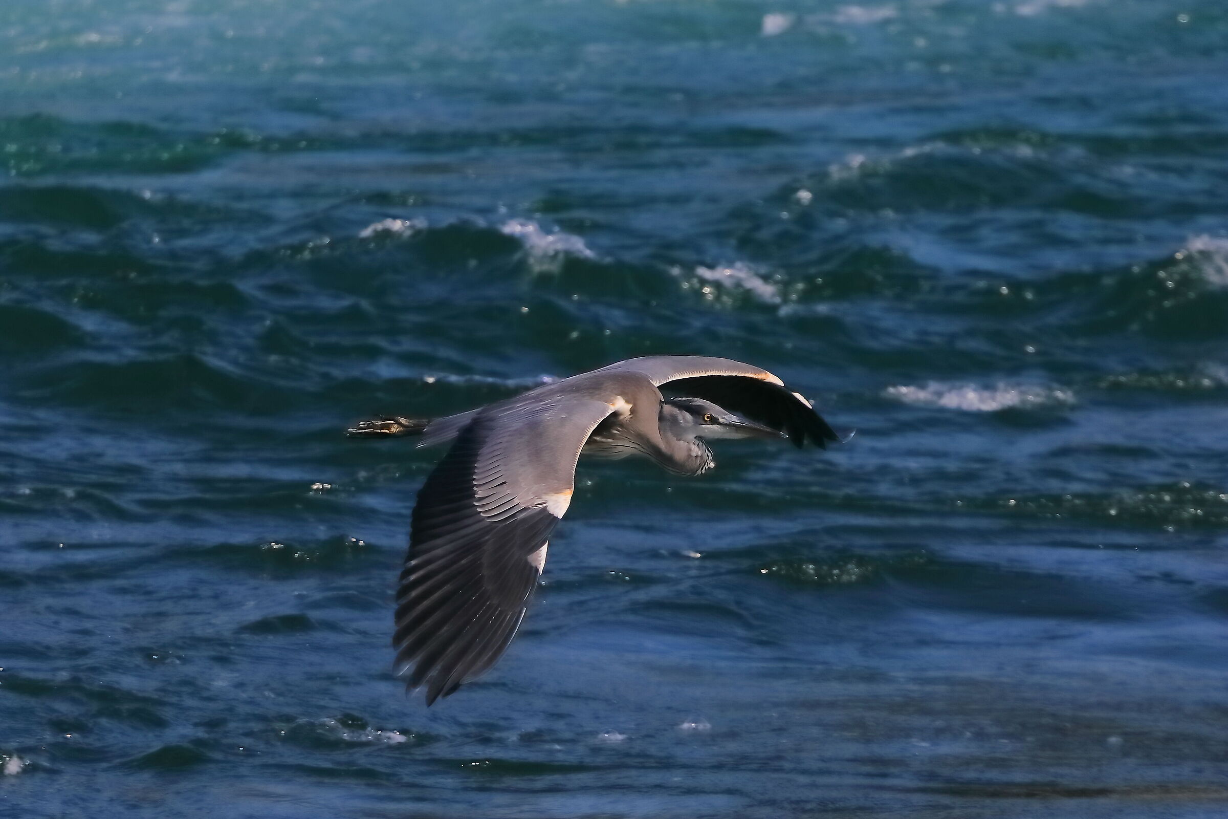 Cenerino settembre 2023