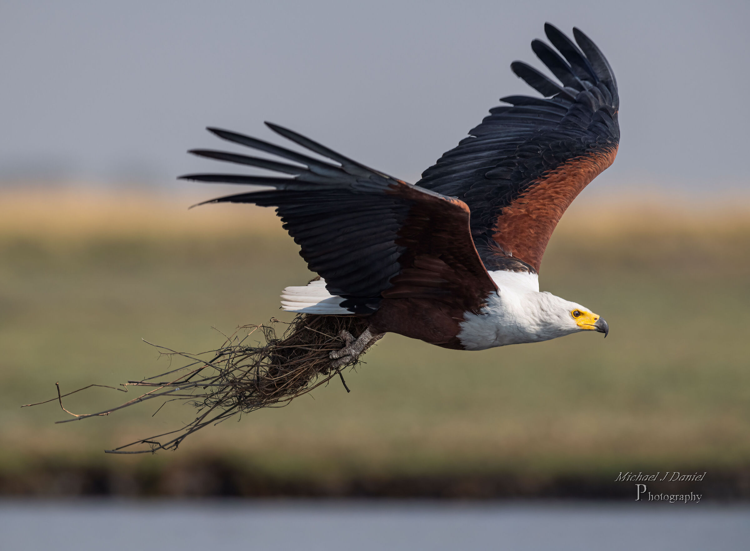 African Fish Eagle