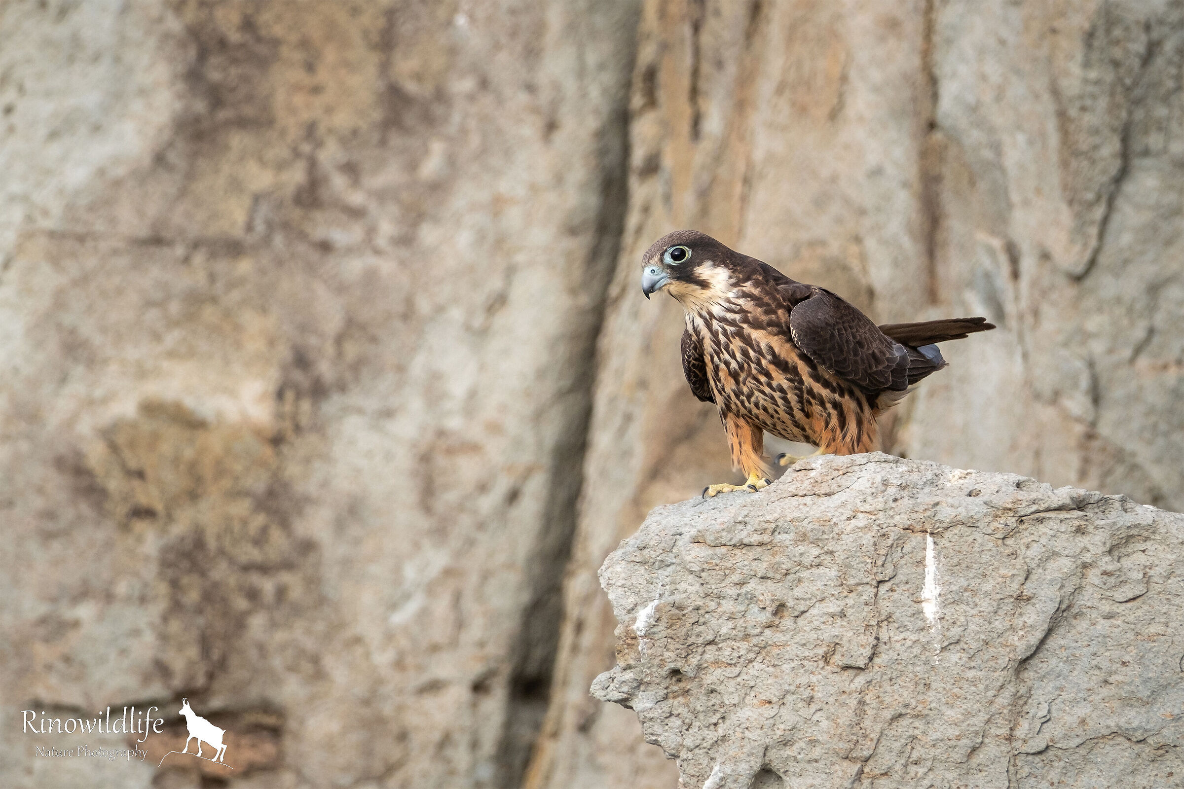 Falco della Regina