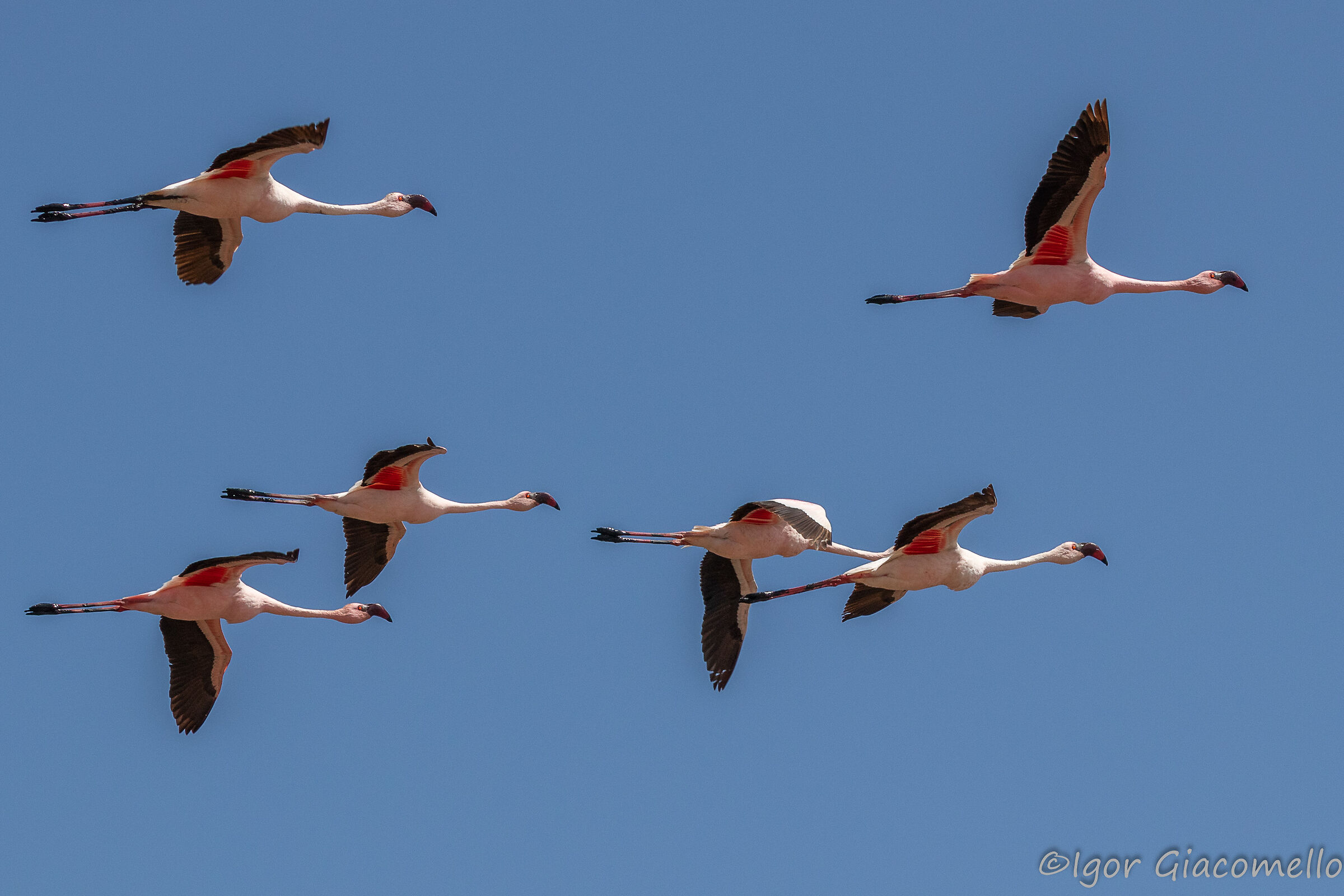 Fenicotteri a Walvis Bay